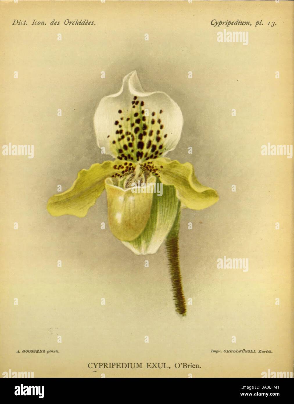 Dictionnaire iconographique des orchidees, 1896-1907, botanique, Orchidaceae, œuvres picturales, Cypripedium, cette illustration présente une orchidée Cypripedium exul, caractérisée par sa structure florale unique et complexe. La lèvre centrale de la fleur, en forme de poche, est entourée de pétales et sépales délicats et réflexes. Les pétales affichent une teinte jaune-vert frappante avec des marques sombres, créant un contraste captivant avec le blanc crémeux de la lèvre centrale. Cette orchidée illustre la diversité et la beauté de la famille Orchidaceae, mettant en valeur à la fois élégance et complexité dans son f Banque D'Images
