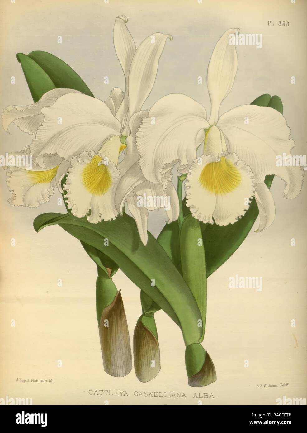 Orchid album, Londres, B. S. Williams, 1882-97, Orchidaceae, périodiques, œuvres picturales., Une superbe illustration de l'orchidée Cattleya gaskelliana alba, mettant en valeur ses délicats pétales blancs et sa gorge jaune éclatante. Les feuilles vertes luxuriantes offrent une riche toile de fond, soulignant la beauté des fleurs. Le rendu détaillé souligne les caractéristiques complexes des fleurs, y compris leurs bords volants et leur forme élégante, capturant l'essence de cette espèce d'orchidée captivante. La composition équilibre l'arrangement floral avec une présentation claire et raffinée de la beauté naturelle de la plante Banque D'Images