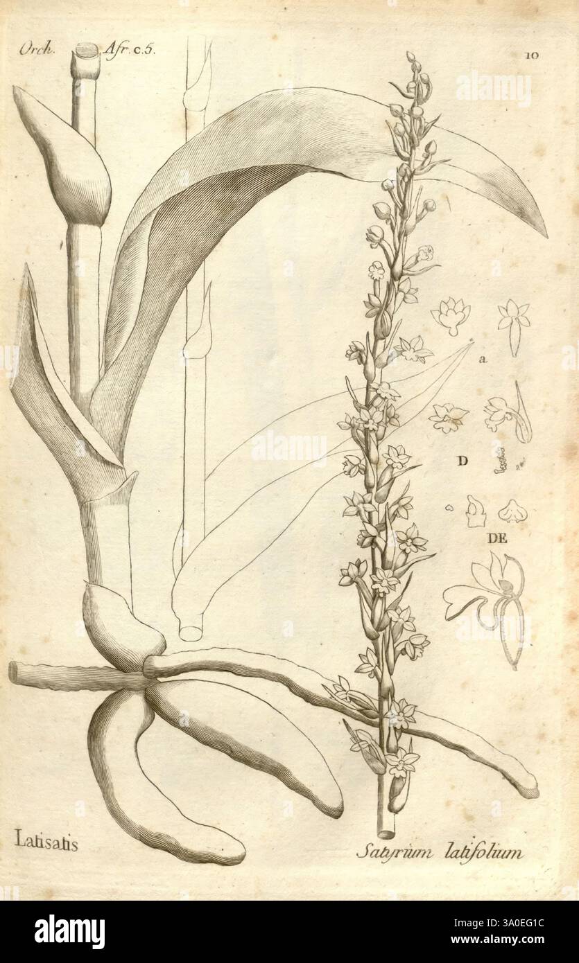 Histoire particulière des plantes Orchidees recueillies sur les trois iles australes d'Afrique, de France, de Bourbon et de Madagascar Paris, L'auteur, 1822 Orchidaceae, l'œuvre présente une illustration botanique montrant l'anatomie détaillée d'une orchidée, plus précisément l'espèce *Satyrium latifolium*. Sur la gauche, l’image représente les racines et la base de la plante, mettant en évidence la structure et la texture des racines. Sur la droite, une tige à fleurs verticales est illustrée, ornée de petites fleurs disposées en pointe. Chaque fleur est représentée avec précision, mettant en valeur ses formes uniques et Banque D'Images
