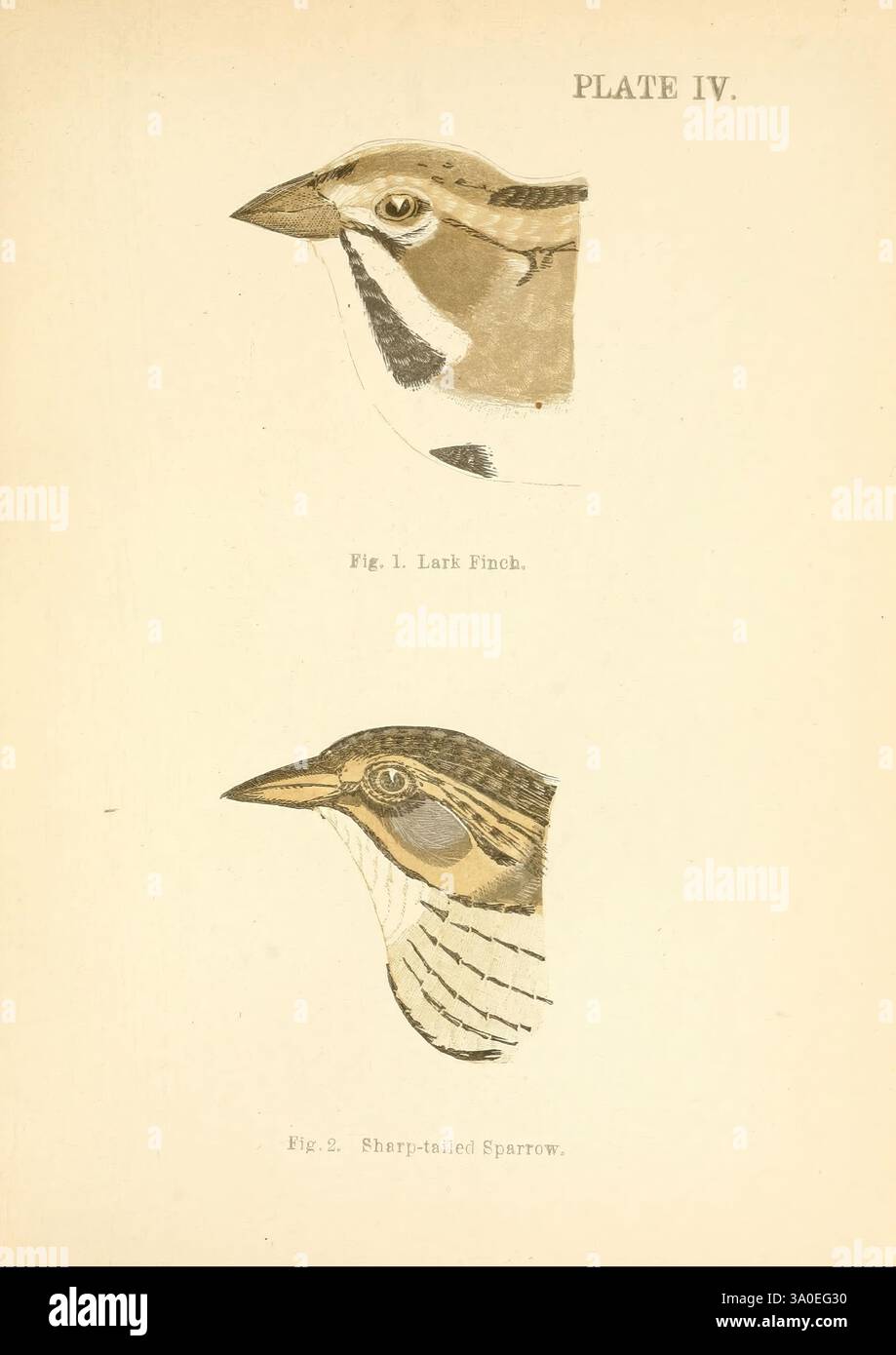 Handbook of the Sparrows, Finches, of New England Newtonville [Mass.] C. J. Maynard, 1896. Oiseaux, pignons, Nouvelle-Angleterre, moineaux, Chondestes grammacus, Ammodramus caudacutus, l'illustration montre deux espèces distinctes d'oiseaux étiquetés comme 'Fig. 1. Lark Finch' et 'Fig. 2. Sparrow à queue vif. » Le Lark Finch est représenté avec sa coloration reconnaissable et ses marques distinctives, mettant en valeur son profil. Ci-dessous, le Moineau à queue pointue est représenté, mettant en évidence ses caractéristiques uniques et sa queue allongée. Les deux oiseaux sont illustrés avec une attention aux détails, capturant leurs caractéristiques anatomiques Banque D'Images
