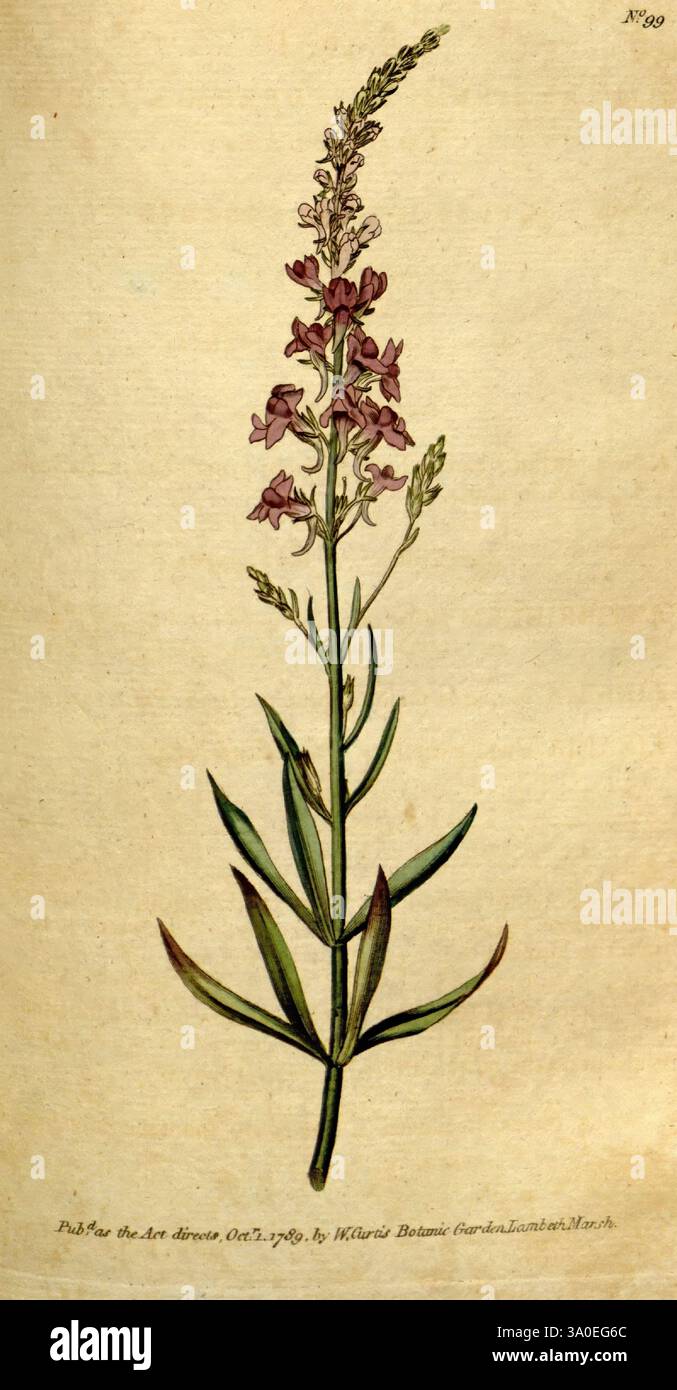 The Botanical Magazine, ou Flower-Garden Exposed, 1790-1800 botaniques périodiques Pictorial Works Curtis, William Flowers Sowerby, James Linaria purpurea Antirrhinum Purpureum Purple Toadflax Italy, Une illustration botanique présentant une tige mince ornée de fleurs délicates, principalement dans les tons de rose et de lavande. Les fleurs sont disposées en une formation de pointes groupées, chacune avec des détails complexes soulignant leurs pétales. De longues feuilles vertes minces s'étendent à partir de la base de la tige, offrant un contraste saisissant avec l'affichage floral. Sous l'illustration, il y a une note textuelle Banque D'Images