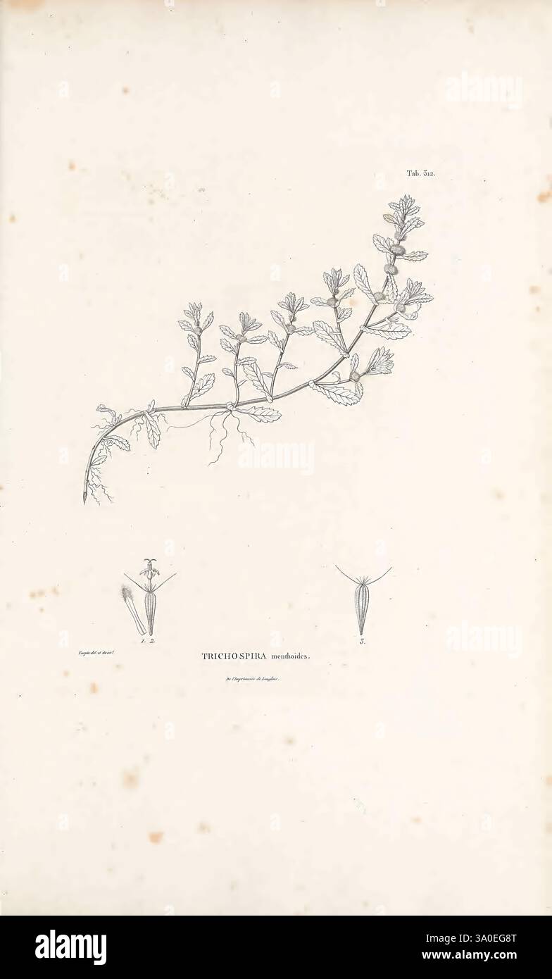 Nova genera et species plantarum Antverpiae ex officina Christophori Plantini 1576 botanique classification travaux picturaux plantes expéditions scientifiques Amérique du Sud, illustration botanique montrant la structure détaillée de l'espèce végétale Trichosphaera, avec une tige proéminente et des feuilles délicates représentées avec un travail au trait complexe. La plante principale est représentée dans une orientation horizontale, révélant sa nature ramifiée, tandis que des dessins supplémentaires ci-dessous mettent en évidence les caractéristiques florales de la plante et la structure des feuilles en gros plan. Chaque détail souligne l'élégance de l'espèce, offrant un clair Banque D'Images