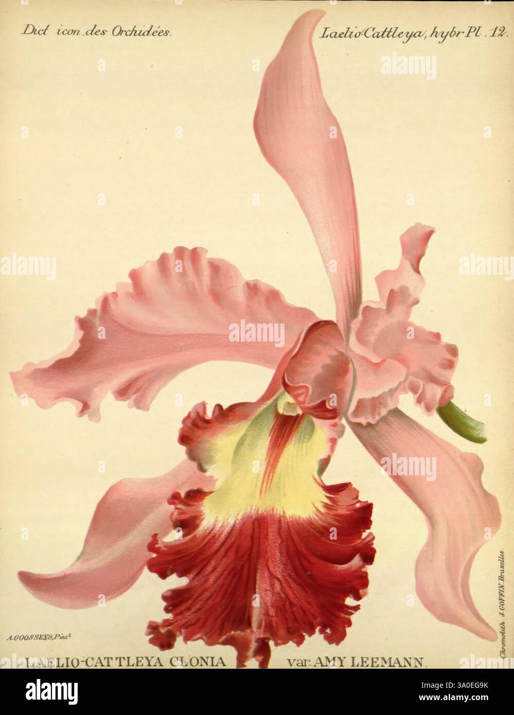 Dictionnaire iconographique des orchidees, 1896-1907, botanique, Orchidaceae, œuvres picturales, Laelia Cattleya, Une représentation magnifiquement illustrée du Laelio-Cattleya Clonia, variété Amy Leemann. La fleur met en valeur ses grands pétales vibrants, avec un mélange de roses doux et de rouges riches, créant un contraste saisissant. Les détails complexes des pétales soulignent les textures délicates et les dégradés naturels de couleur. Cette œuvre d'art botanique souligne la forme élégante de l'orchidée, avec sa lèvre proéminente et ses pétales gracieux et balayants, capturant l'essence de sa beauté naturelle tout en serv Banque D'Images