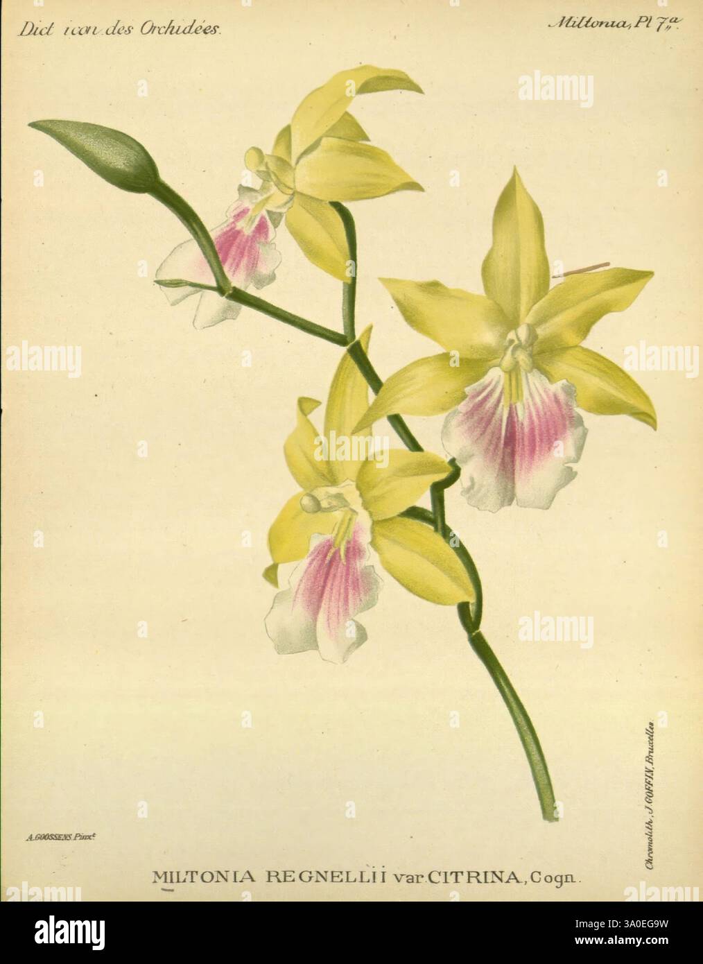 Dictionnaire iconographique des orchidees, 1896-1907, botanique, Orchidaceae, œuvres picturales, Miltonia, Une illustration délicate d'une Miltonia regnellii var. orchidée citrine, mettant en valeur ses pétales jaunes vibrants avec de subtils accents roses. La fleur est élégamment disposée sur une tige mince, avec de longues feuilles arquées qui mettent en valeur sa forme gracieuse. Chaque fleur présente des motifs complexes et un léger éclat, attirant l'attention sur la structure unique de sa lèvre. Sous l'illustration, le nom botanique est gracieusement inscrit, ajoutant une touche autoritaire à cette représentation de la beauté naturelle. Banque D'Images