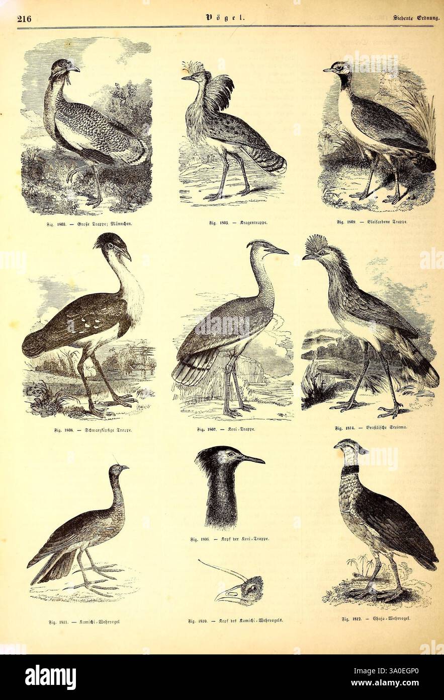 Illustrirte Naturgeschichte des Thierreichs Leipzig J.J. Weber 1848 oiseaux amphibiens reptiles Zoologie, l'illustration présente une collection de neuf espèces d'oiseaux distinctes, chacune représentée de manière détaillée et informative. Dans la rangée supérieure, de gauche à droite, il présente un oiseau gracieux avec un long cou, suivi d'une grue frappante connue pour sa stature élégante, et un échassier élancé souvent trouvé dans les zones humides. La rangée du milieu présente un oiseau dosé au corps arrondi, une espèce aviaire caractérisée par ses longues pattes et son bec proéminent, et un oiseau élégant connu pour sa coloration distinctive. Banque D'Images