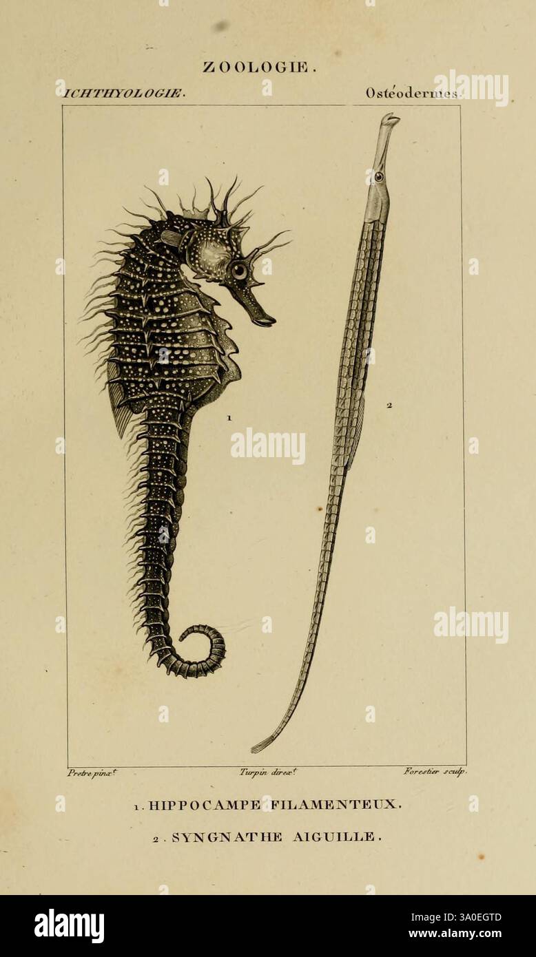 Dictionnaire des sciences naturelles, Strasbourg, Paris, F. G. Levrault, le Normant, 1816-1830 Hippocampe guttulatus, cette illustration présente deux créatures marines distinctes. Sur la gauche se trouve un hippocampe, étiqueté « hippocampe Filamentux », mettant en valeur sa structure épineuse complexe et son corps élancé qui se boucle gracieusement. Le souci du détail met en valeur sa peau texturée et son museau allongé. À droite, un poisson long et profilé, identifié comme 'Syngnathus aiguille', est représenté verticalement, soulignant sa forme allongée et sa disposition des nageoires. La présentation générale est une représentation classique Banque D'Images