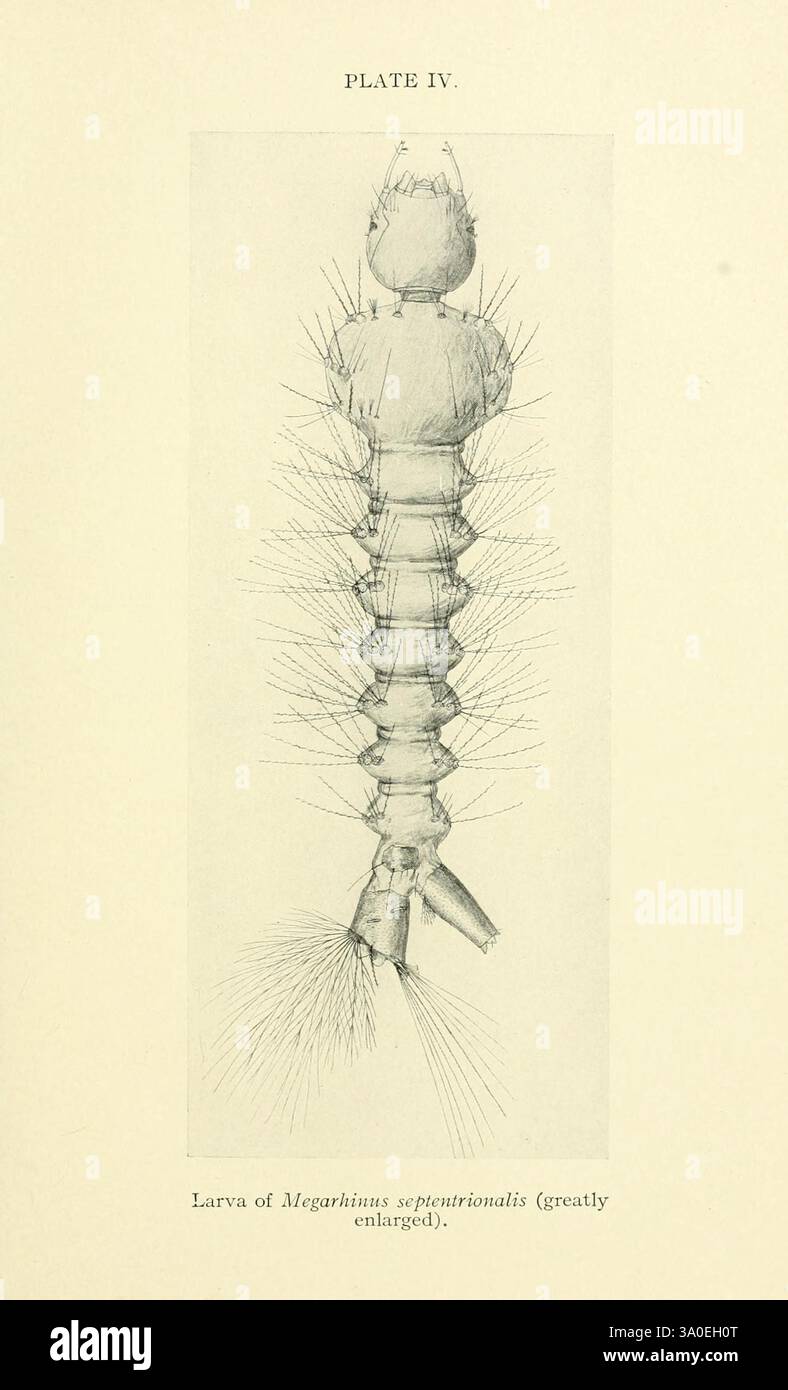 Moustique vie 1907, moustique, insectes, larve, Megarhinus septentrionalis, illustration de la larve de Megarhizidius segmentalis, montrant son corps allongé avec des caractéristiques segmentées distinctes. Le dessin met en évidence de fines projections ressemblant à des cheveux le long des côtés, contribuant à sa texture complexe. Cette représentation scientifique souligne les détails anatomiques de la larve, qui sont grandement agrandis pour donner une vue plus claire de sa structure. Banque D'Images