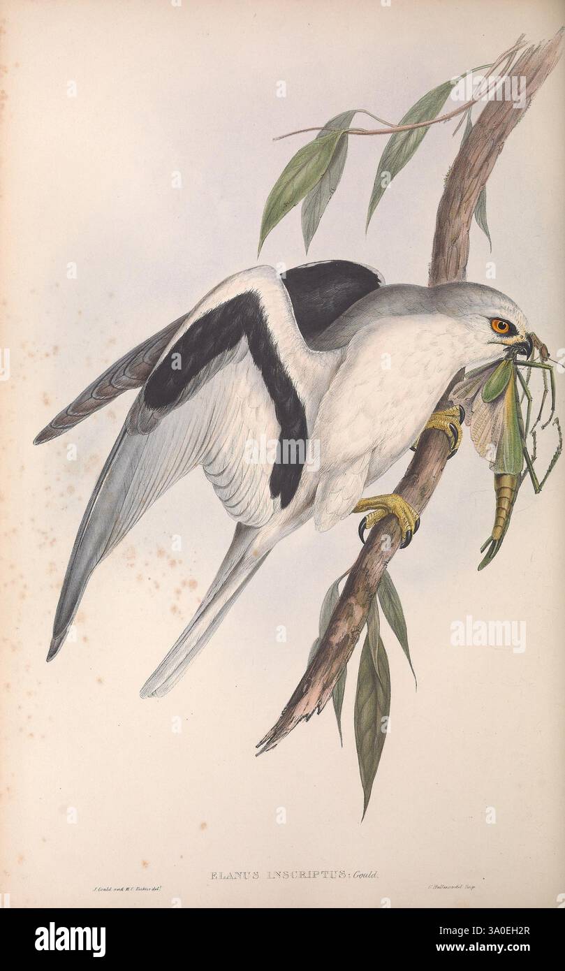 The Birds of Australia, Londres, imprimé par R. et J. E. Taylor pub. Par l'auteur 1840-1848, Australie, oiseaux, œuvres picturales, Australie, John Gould, Gould, ornithologie, Gould, Gould Australie, Elanus scriptus, cerf-volant aux ailes de lettre, Une représentation frappante d'un oiseau de proie perché sur une branche, mettant en valeur son plumage impressionnant. L'oiseau, noté pour ses couleurs grises et blanches distinctives accentuées de motifs d'ailes noires, tient une grande sauterelle dans ses talons. Ses yeux jaunes pointus sont concentrés, donnant un air d'observation vive et de précision prédatrice. Entourant l'oiseau, des feuilles délicates ajoutent un t Banque D'Images