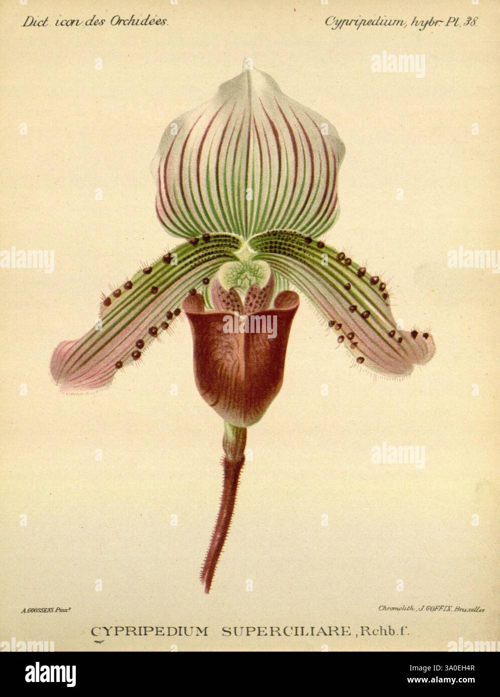 Dictionnaire iconographique des orchidees, 1896-1907, botanique, Orchidaceae, œuvres picturales, Cypripedium, cette œuvre représente un Cypripedium superciliarium, une orchidée vibrante caractérisée par sa structure florale unique. La fleur présente une lèvre distincte, semblable à une poche, qui est de couleur Bordeaux profond, contrastant magnifiquement avec les motifs complexes de vert et blanc, ornés de marques et de textures délicates. Les pétales supérieurs sont allongés et élégamment arqués, tandis que la disposition générale dégage un charme exotique. Autour de la fleur centrale se trouvent de beaux détails qui mettent en valeur le be naturel Banque D'Images