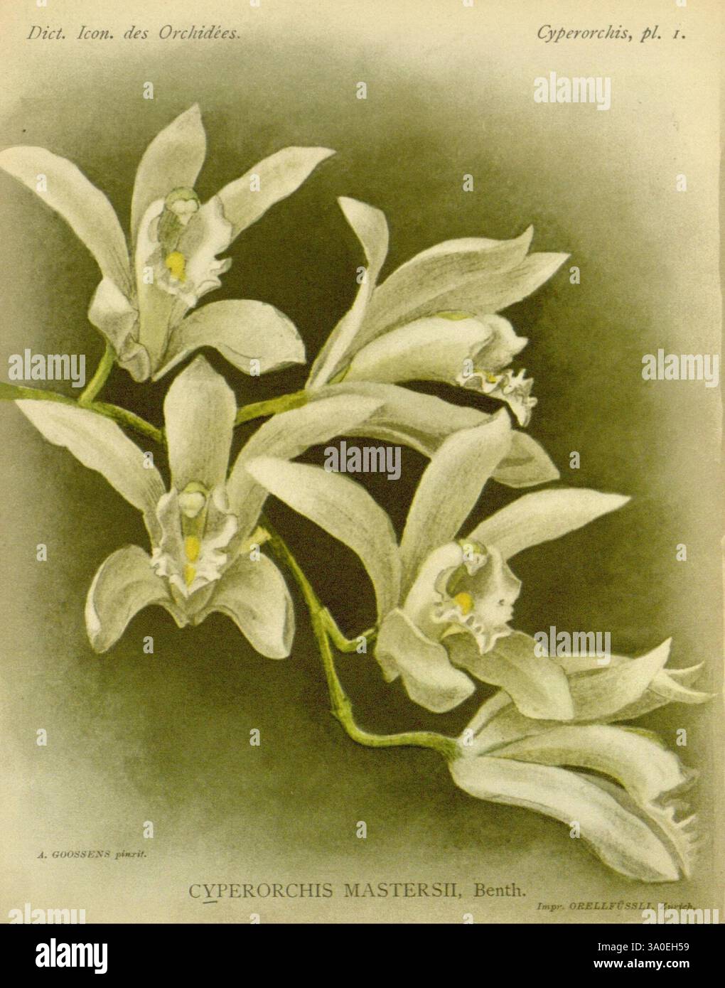 Dictionnaire iconographique des orchidees, 1896-1907, botanique, orchidaceae, œuvres picturales., une illustration magnifiquement rendue représentant un groupe d'orchidées Cyperorchis Mastersii. Les fleurs délicates présentent des détails complexes, mettant en valeur leurs pétales élégants et les variations subtiles de texture. Entourant les fleurs, des feuilles vertes allongées offrent un contraste frais avec les blancs doux des fleurs. Cette étude botanique capture l'essence de la plante, mettant en évidence à la fois ses caractéristiques uniques et sa beauté naturelle, tout en fournissant un sentiment de tranquillité et d'appréciation pour l'art floral. Banque D'Images