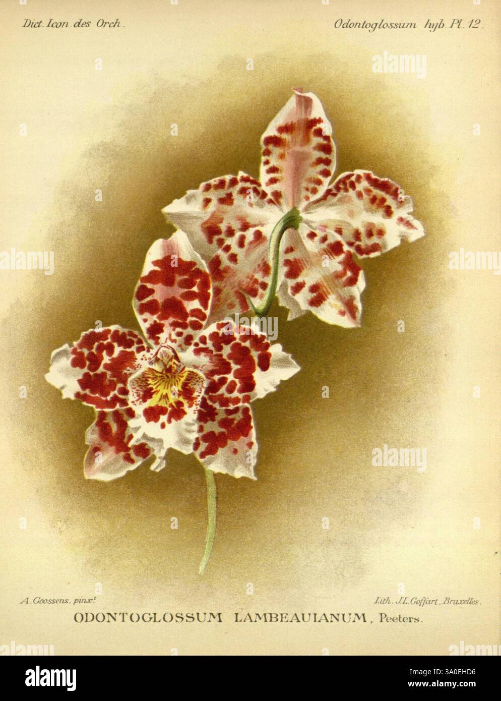 Dictionnaire iconographique des orchidees, 1896-1907, botanique, Orchidaceae, œuvres picturales, Odontoglossum, Une représentation magnifiquement illustrée de deux orchidées du genre Odontoglossum, présentant des détails complexes dans leurs motifs de pétales. Les fleurs présentent une combinaison frappante de marques blanc crème et rouge vif, créant un contraste captivant. Les formes délicates des pétales et les textures riches sont soulignées, avec une tache jaune proéminente au centre de l'une des fleurs. En dessous de l'illustration, le texte identifie l'espèce comme Odontoglossum Lambeauianum, avec un non Banque D'Images