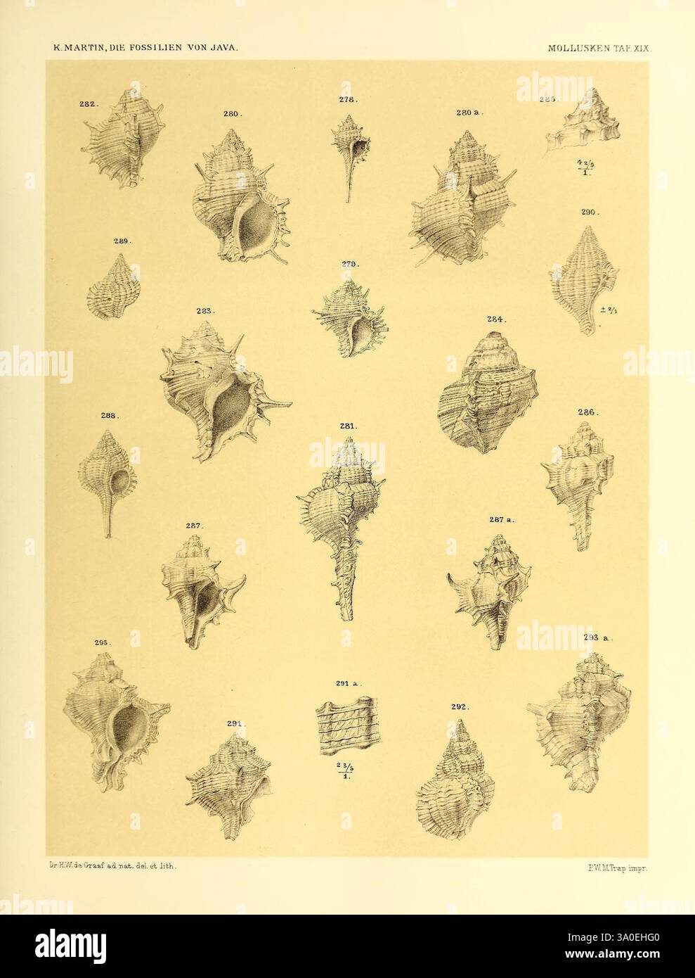 Die fossilien von Java. Leiden, Buchhandlung und druckerei vormals E.J. Brill, 1891, Indonésie, Java, Paléontologie, mollusques, Fossil, Une collection d'illustrations détaillées de divers coquillages, mettant en valeur leurs formes et textures uniques. L'arrangement comprend un assortiment varié de mollusques marins, chacun étiqueté avec un numéro correspondant pour l'identification. Les coquilles présentent une gamme de formes, allant de spirales et coniques à plates et en forme de disque, reflétant la riche diversité de la vie des mollusques que l'on trouve dans l'océan. Le travail de ligne méticuleux met en évidence les caractéristiques délicates et intri Banque D'Images