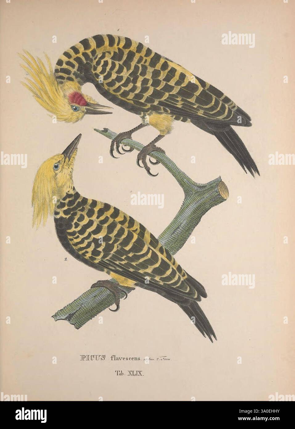 Avium species novae, quas in itinere annis MDCCCXVII-MDCCCXX per Brasiliam Monachii, Impensis editores, 1838-1839. Oiseaux, Brésil, description et voyage, oeuvres picturales, Celeus flavescens, deux pic-bois vibrants perchés sur une branche, mettant en valeur leur plumage saisissant. L'oiseau sur la gauche présente une tête jaune vif avec une crête proéminente et un corps orné d'un motif unique de rayures noires et jaunes. Sa teinte rose accrocheuse près de l'œil ajoute une touche de couleur. L'oiseau à droite, légèrement penché vers l'avant, affiche une crête similaire, avec une disposition légèrement différente des couleurs Banque D'Images