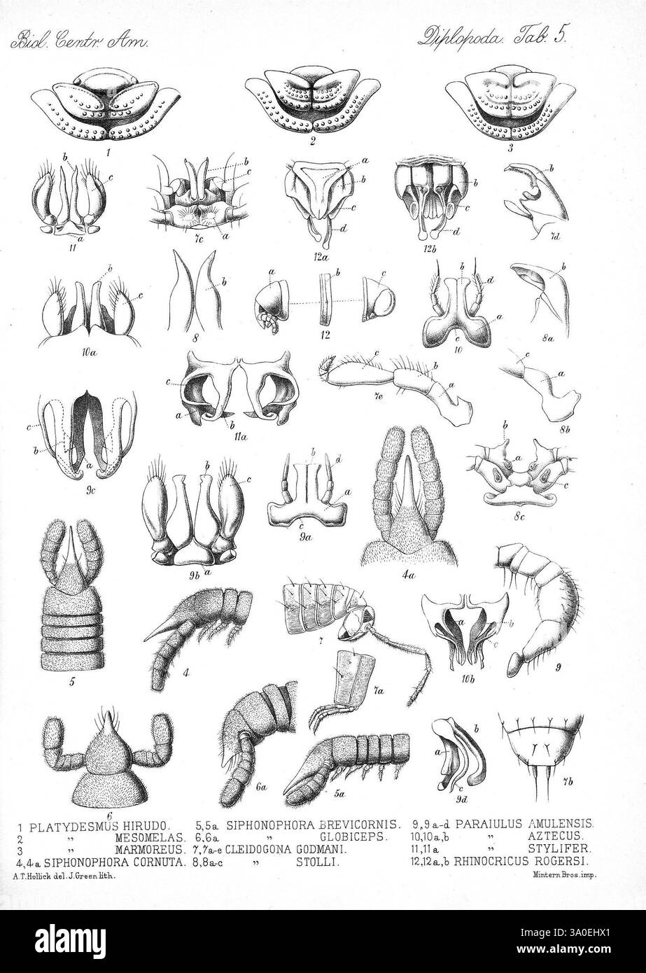 Biologia Centrali-Americana Londres, 1879-1915, archéologie, botanique, Amérique centrale, description et voyages, expéditions scientifiques, zoologie, cette illustration présente une série de dessins au trait détaillés mettant en valeur diverses structures anatomiques d'organismes marins, probablement liées à la classe des hydrozoaires ou groupes similaires. Chaque figure est étiquetée avec un numéro et comprend diverses caractéristiques morphologiques telles que des tentacules, des siphons et des structures reproductives. La mise en page est organisée systématiquement, avec de multiples spécimens présentés sous forme de grille. Les détails complexes révèlent la diversité et c Banque D'Images