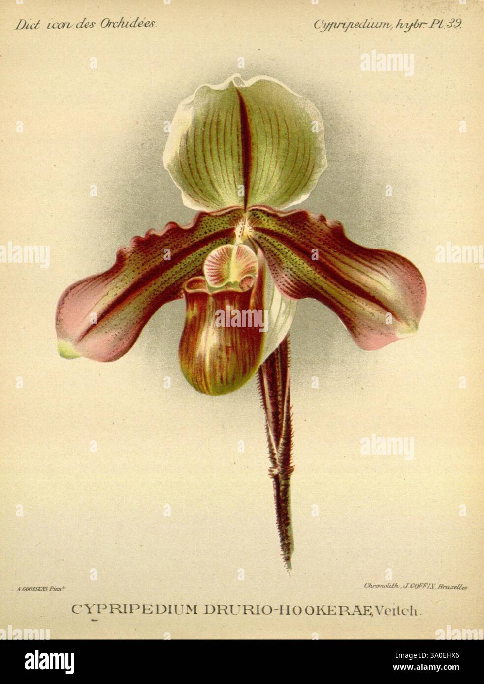 Dictionnaire iconographique des orchidees, 1896-1907, botanique, orchidaceae, œuvres picturales, Cypripedium, l'illustration présente une espèce d'orchidée frappante, Cypripedium drurio-hookerae, mettant en valeur sa structure florale unique. La fleur affiche un labellum proéminent, ressemblant à une pantoufle, avec des motifs complexes et des variations de couleurs subtiles qui soulignent sa beauté délicate. Les pétales sont disposés avec élégance, avec des marques distinctes ajoutant du caractère à l'apparence globale. Cette représentation botanique souligne les courbes élégantes de l'orchidée et l'art naturel de sa conception, capturant Banque D'Images