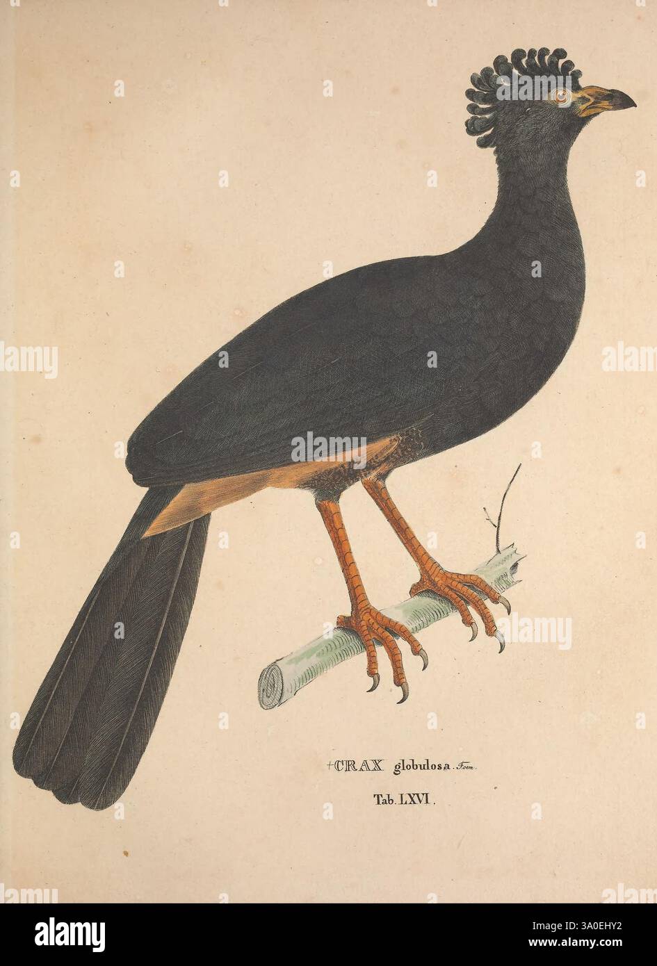 Avium species novae quas in itinere per Brasiliam annis MDCCCXVII-MDCCCXX Monachii Typis Franc Seraph Hübschmanni 1824-1825 oiseaux du Brésil description des œuvres picturales et taxonomie de voyage binomiale Crax globulosa, cette illustration présente une espèce d'oiseau unique, caractérisée par son plumage noir frappant et sa crête distinctive au sommet de sa tête. L'oiseau est représenté debout sur une branche, montrant ses pattes fortes, brun-orange et ses griffes acérées. Le rendu détaillé met en évidence les textures complexes de ses plumes, en particulier autour de la tête et dans tout le corps. Ses longues plumes de queue s'étendent gr Banque D'Images