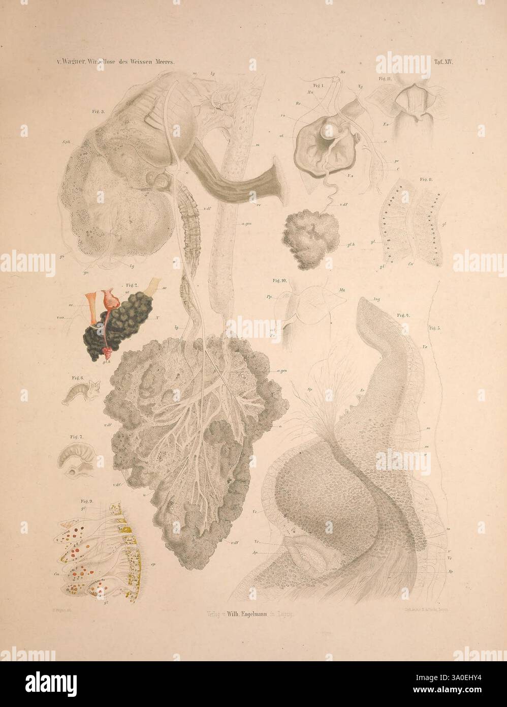 Die Wirbellosen des Weissen Meeres. Erster Band, Leipzig, W. Engelmann, 1885. Invertébrés marins, Fédération de Russie, îles Solovetski, l'illustration présente une étude anatomique détaillée, mettant en évidence diverses composantes des systèmes respiratoire et circulatoire humains. Les éléments proéminents comprennent une représentation des poumons, indiquant clairement les bronches ramifiées et les structures alvéolaires. Adjacentes aux poumons, des structures vasculaires sont représentées, illustrant les interconnexions des artères et des veines. L'image présente également des vues agrandies de parties anatomiques plus petites, telles que les capillaires Banque D'Images