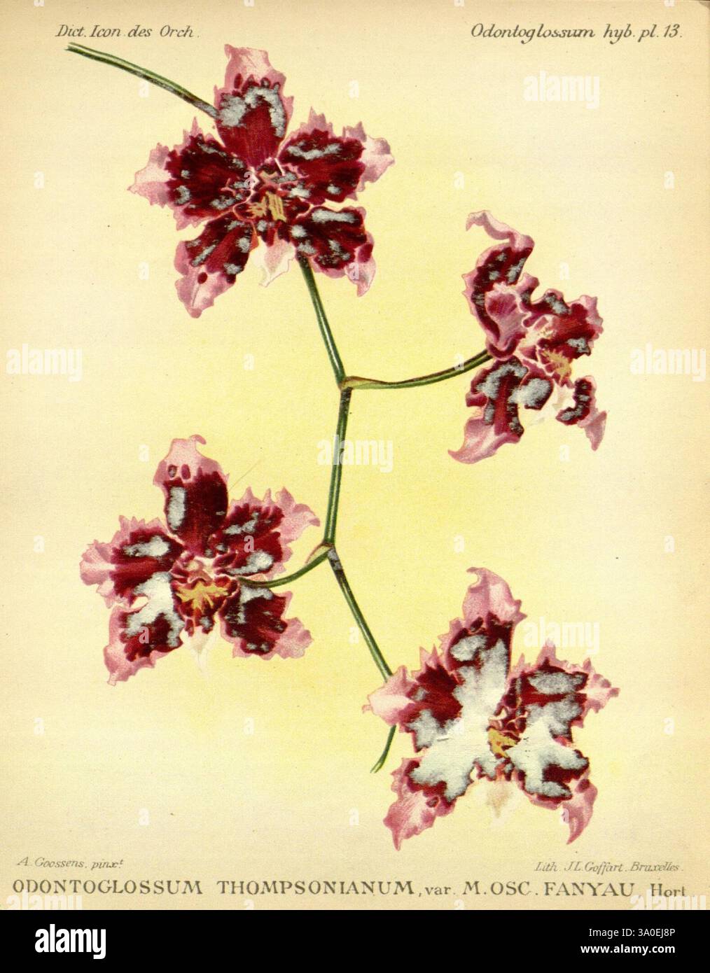 Dictionnaire iconographique des orchidees, 1896-1907, botanique, Orchidaceae, œuvres picturales, Odontoglossum, cette représentation artistique met en valeur l'Odontoglossum thompsonianum, une orchidée hybride frappante caractérisée par ses pétales complexes et éclaboussés dans des tons de Bordeaux profond et de blanc crémeux. Les fleurs délicates sont élégamment disposées sur une tige mince, soulignant leurs formes dramatiques et leurs motifs saisissants. Chaque fleur présente des marques uniques, attirant l'attention sur la texture luxuriante et l'attrait visuel vibrant de cette plante exotique. L'illustration botanique capture l'essence de l'OR Banque D'Images