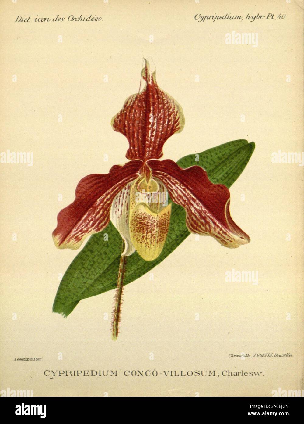Dictionnaire iconographique des orchidees, 1896-1907, botanique, Orchidaceae, œuvres picturales, Cypripedium, l'œuvre d'art représente une orchidée frappante, en particulier le Cypripedium concovillosum, caractérisé par sa forme complexe et sa riche coloration. La fleur présente de larges pétales ondulés dans des tons rouges profonds, complétés par un centre jaune et blanc crémeux qui ressemble à une poche. Autour de la fleur sont allongées des feuilles vertes, ajoutant une toile de fond luxuriante. Cette illustration capture la beauté délicate et la structure unique de l'orchidée, soulignant sa signification botanique et son élégance. Banque D'Images