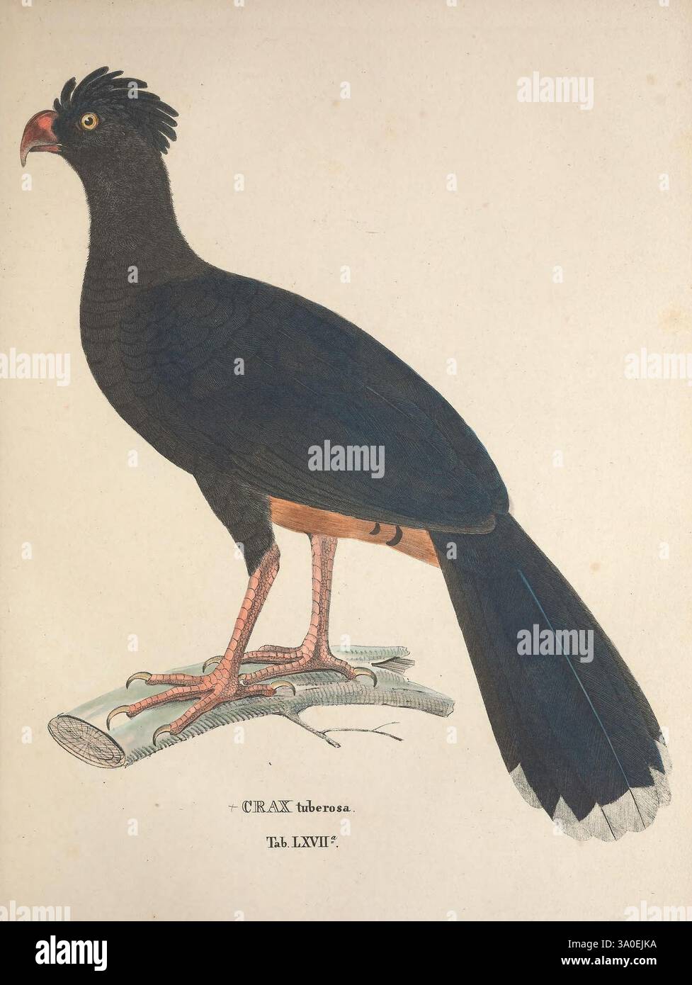Avium species novae, quas in itinere per Brasiliam annis MDCCCXVII-MDCCCXX Monachii, Typis Franc. Seraph. Hübschmanni, 1824-1825 Brésil, oiseaux, œuvres picturales, description et voyage, Mitutuberosum, craxtuberosa, Une illustration détaillée d'un Curassow crêpé, scientifiquement nommé Crax tuberosa. L'oiseau se tient haut sur une branche, mettant en valeur ses caractéristiques frappantes, y compris un plumage noir brillant avec une crête distincte sur sa tête. Son corps robuste est complété par une écaille orange-brun vibrante sur sa queue, tandis que ses longues pattes, ornées de textures écailleuses, lui confèrent une posture robuste. L'arrière-plan Banque D'Images