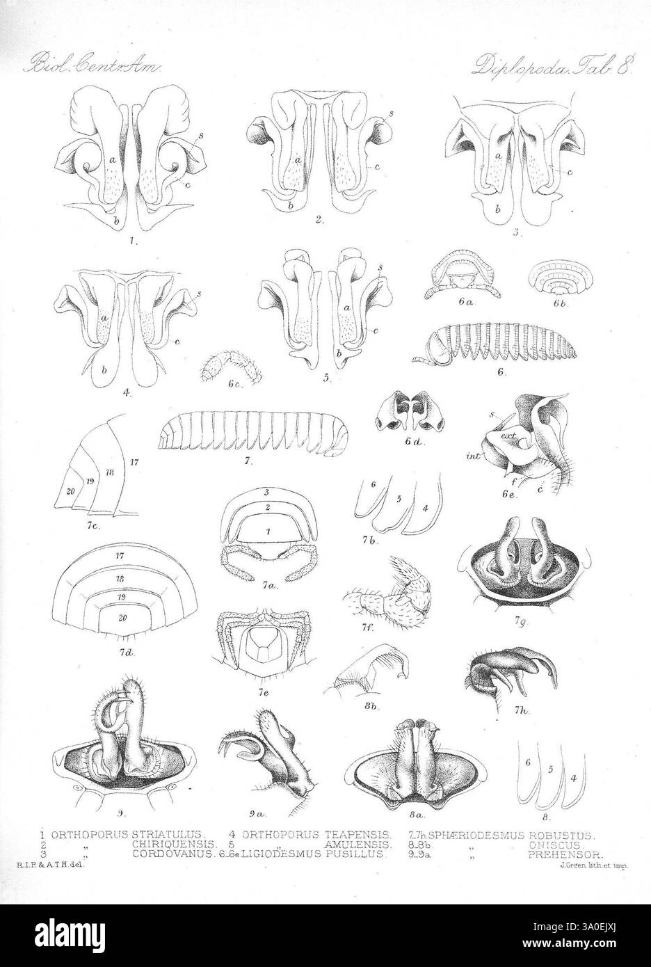 Biologia Centrali-Americana Londres, 1879-1915, archéologie, botanique, Amérique centrale, description et voyages, expéditions scientifiques, zoologie., cette illustration présente une série de diagrammes anatomiques détaillés liés à la structure de divers organismes, en se concentrant sur leurs caractéristiques reproductives et anatomiques. Chaque segment étiqueté présente différentes formes et formes, mettant en évidence la complexité des structures biologiques. Les diagrammes sont présentés dans un style éducatif clair, visant à fournir un aperçu de l'anatomie comparée et les caractéristiques uniques de chaque spécimen. L'annotatio Banque D'Images