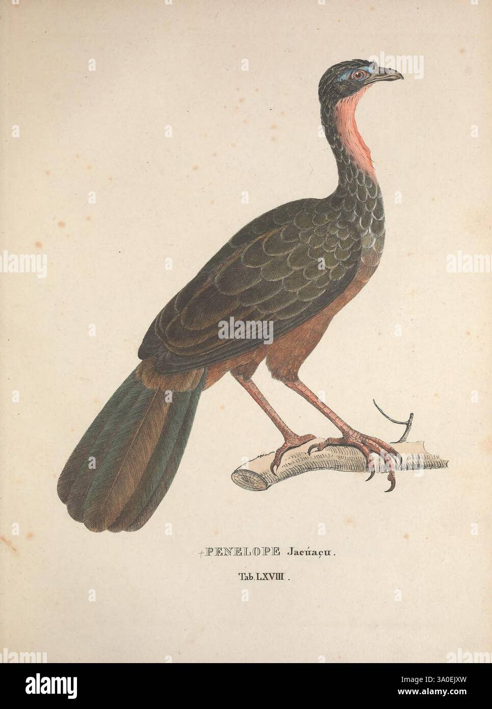Avium espèce novae quas in itinere per Brasiliam annis MDCCCXVII-MDCCCXX Monachii Typis Franc. Seraph. Hübschmanni 1824-1825 Brésil oiseaux Pictorial Works Penelope jacuacu Description et voyage Penelope jacuacu, l'illustration présente un oiseau frappant connu pour ses caractéristiques distinctives. Il a un corps robuste avec un plumage irisé verdâtre-noir sur son dos, passant à une teinte châtaigne chaude sur son cou et le dessous. Le plumage de l'oiseau est encore accentué par une queue bleu-vert éclatante, qui se déploie avec élégance. Il est perché sur une branche en bois d'aspect naturel, soulignant sa str Banque D'Images