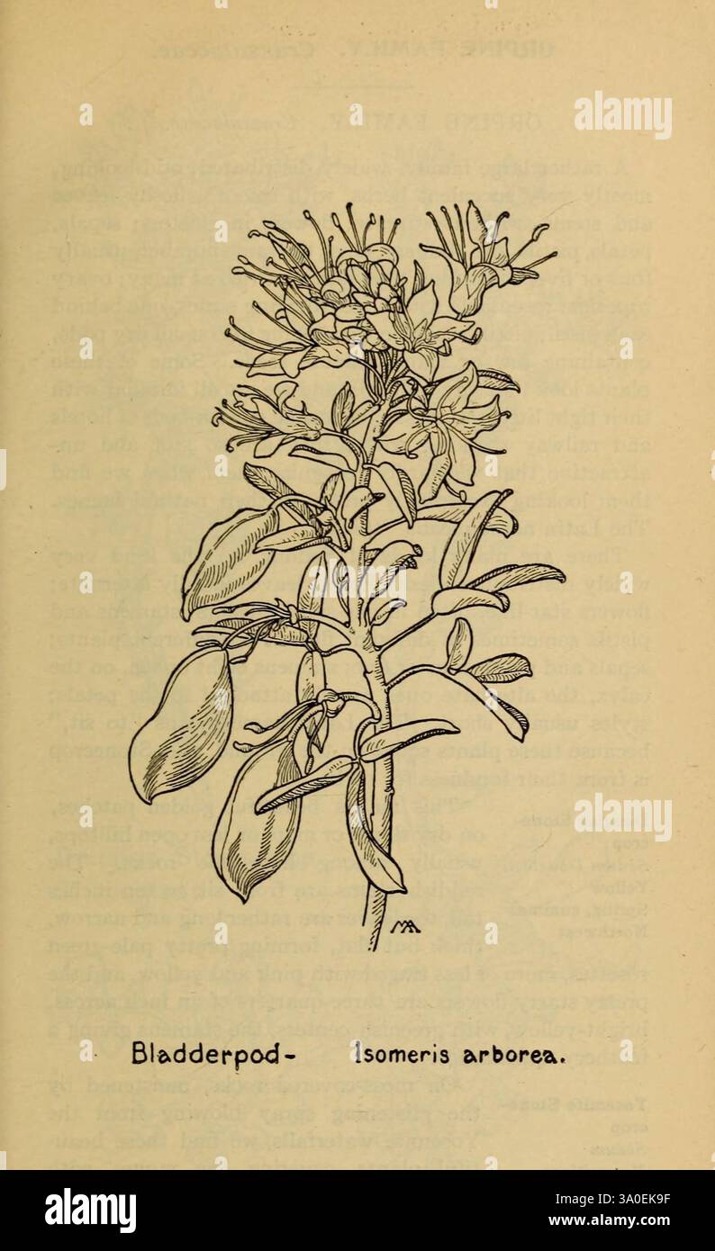 Livre des fleurs sauvages occidentales, New York, 1915, identification, ouest des États-Unis, fleurs sauvages, Margaret Neilson Armstrong, isomeris arborea, bladderpod, bladderpod côtier, Peritoma arborea, femmes dans la science, la représentation met en valeur la plante bladderpod, scientifiquement connue sous le nom d'Isomeris arborea. Il présente une tige mince ornée de grappes de fleurs délicates au sommet, tandis que des feuilles allongées et ovales s'étendent à partir de la tige dans un motif alterné. Les détails complexes soulignent la forme naturelle de la plante, illustrant à la fois les structures florales et foliaires. Ce visuel sert de refere botanique Banque D'Images