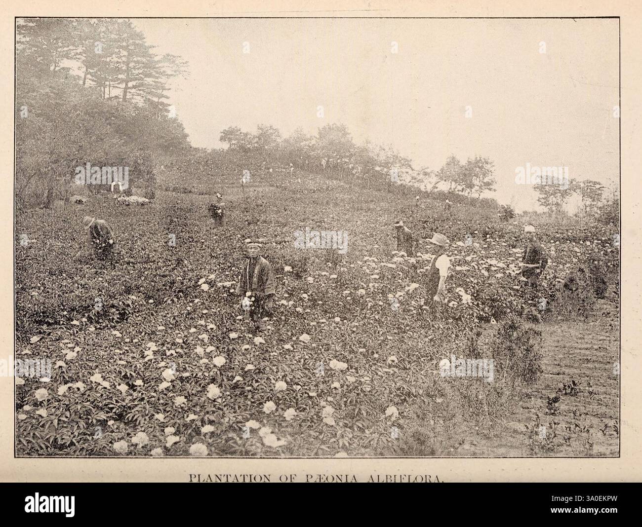 Catalogue descriptif fleurs arbres ornementaux arbustes bulbes herbes grimpeurs arbres fruitiers, etc. Etc. Etc. Yokohama Japon Yokohama Nursery Co. Japon arbustes catalogues vivaces Hedges Yokohamashi pépinière Stock pépinières horticulture Paeonia albiflora, Un paysage serein montrant un champ où les gens sont engagés dans des activités agricoles. Le terrain est parsemé de rangées de plantes et semble être en cours de culture ou de récolte. Au loin, plusieurs individus sont vus travailler avec diligence, contribuant à la culture des cultures. La scène capture l'essence de la vie rurale et le Banque D'Images