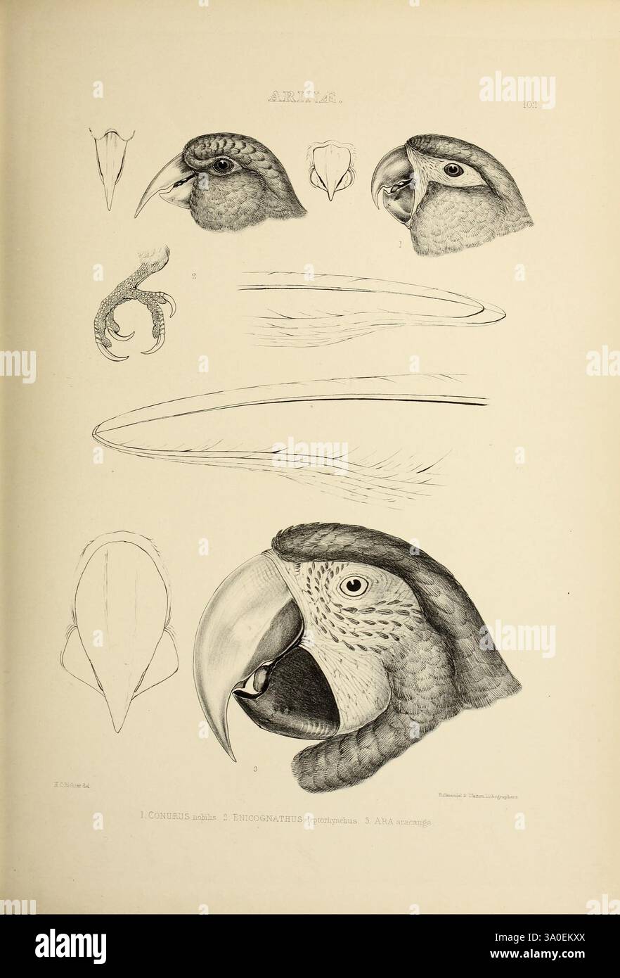 Les, genres, de, oiseaux, Londres, 1849, oiseau, oiseaux, ornithologie du comportement, classification, picturale, travaux, ornithologique, illustration, musée de zoologie comparée, cette illustration présente une étude détaillée de diverses espèces d'oiseaux, mettant en évidence les subtilités de leurs têtes et becs. La composition comprend plusieurs vues rapprochées des visages des oiseaux, soulignant leurs traits distinctifs tels que la courbure de leurs becs, la texture de leurs plumes et la forme de leurs yeux. L'œuvre d'art comprend également des croquis anatomiques détaillés, éventuellement à des fins scientifiques ou éducatives, dem Banque D'Images