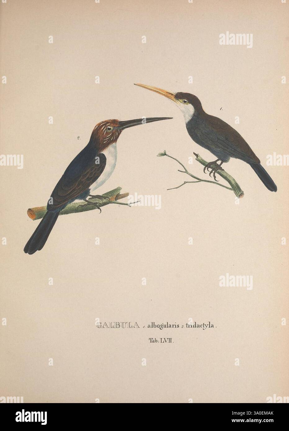 Avium, espèce, novae, quas, in, itinere, annis, MDCCCXVII-MDCCCXX, PER, Brasiliam, Monachii, Impensis, éditores, 1838-1839, oiseaux, Brésil, description, et, voyage, image, œuvres, deux espèces d'oiseaux distinctes sont représentées perchées sur des branches. Sur la gauche, un oiseau présente une riche tête brun rougeâtre avec des traits allongés et minces et un corps vibrant et multicolore. Son bec pointu est mis en évidence, soulignant son aspect frappant. Le côté droit présente un oiseau contrasté, caractérisé par un plumage noir élégant et un bec long et droit, mettant en valeur un profil élégant. Les deux oiseaux Banque D'Images