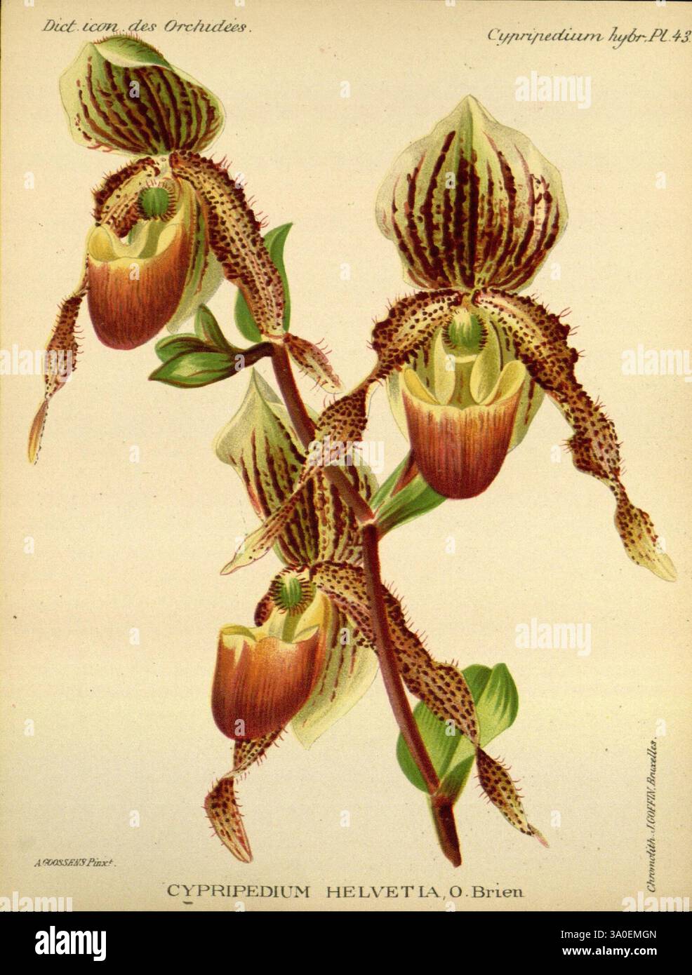 Dictionnaire iconographique des orchidees, 1896-1907 botanique, Orchidaceae, œuvres picturales, Cypripedium, une représentation magnifiquement illustrée de l'orchidée Cypripedium helvetia, mettant en valeur son design floral unique et complexe. L'image présente plusieurs fleurs qui présentent une combinaison frappante de couleurs riches et de motifs, avec leurs formes distinctives ressemblant à des pantoufles mises en évidence. Des marques délicates et des dégradés subtils rehaussent la beauté naturelle des pétales, tandis que les détails environnants soulignent la structure et la forme de l'orchidée. Cette étude botanique reflète l’élégance de la nature Banque D'Images