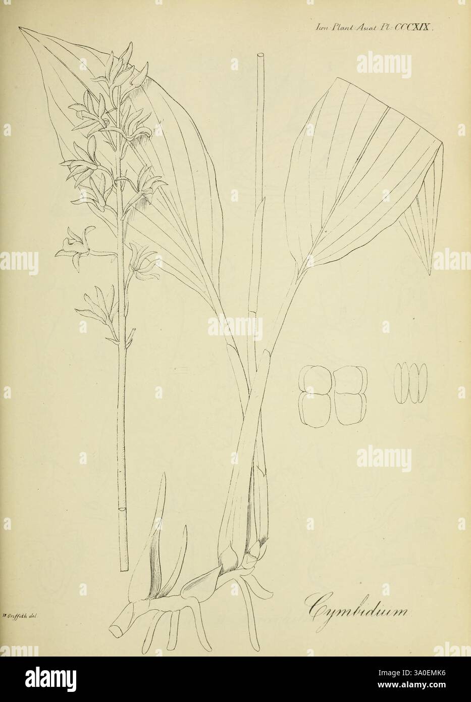 Icones Plantarum Asiaticarum, Calcutta, Bishop's College Press, 1847-54, Asie, botanique, Cymbidium, l'illustration présente une étude botanique de Cymbidium, un genre d'orchidées. Le dessin représente la structure complexe de la fleur, avec des feuilles allongées qui arquent gracieusement. Plusieurs fleurs sont illustrées en haut, révélant leur forme et leur disposition distinctes. Sur le côté, il y a des croquis détaillés des parties reproductrices de la plante, soulignant la morphologie unique de l'orchidée. Cette illustration soignée reflète l'élégance et la complexité du Cymbidium, contribuant à l'un Banque D'Images