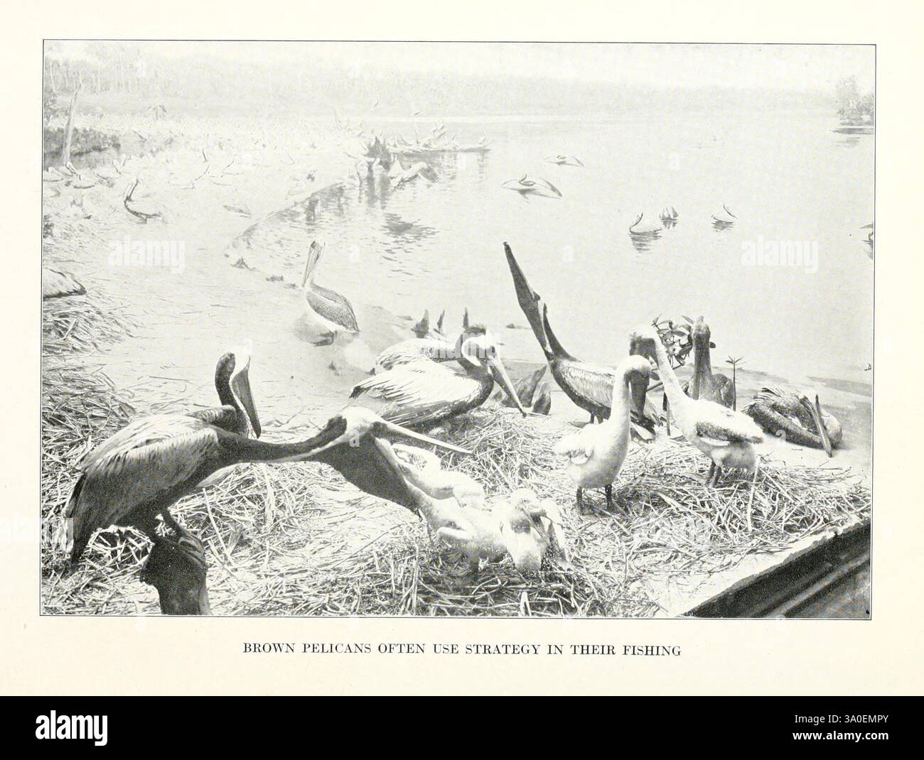 Le, humain, côté, de, oiseaux, New York, Frederick, A, Stokes, compagnie, [c1917], oiseaux, brun, pélican, pélecanos, occidentalis, 598208, Une scène sereine montre un rassemblement de sauvagine, incluant probablement des canards et des pélicans, reposant le long du rivage. Leurs corps sont nichés parmi les roseaux et les herbes, laissant entendre à un environnement tranquille. Les reflets scintillent à la surface de l'eau, suggérant une journée paisible au bord de l'eau. Le paysage lointain présente des silhouettes d'arbres et de collines, ajoutant de la profondeur et un sentiment de calme à la composition globale. Les oiseaux, aux postures et expressions variées, se montrent Banque D'Images