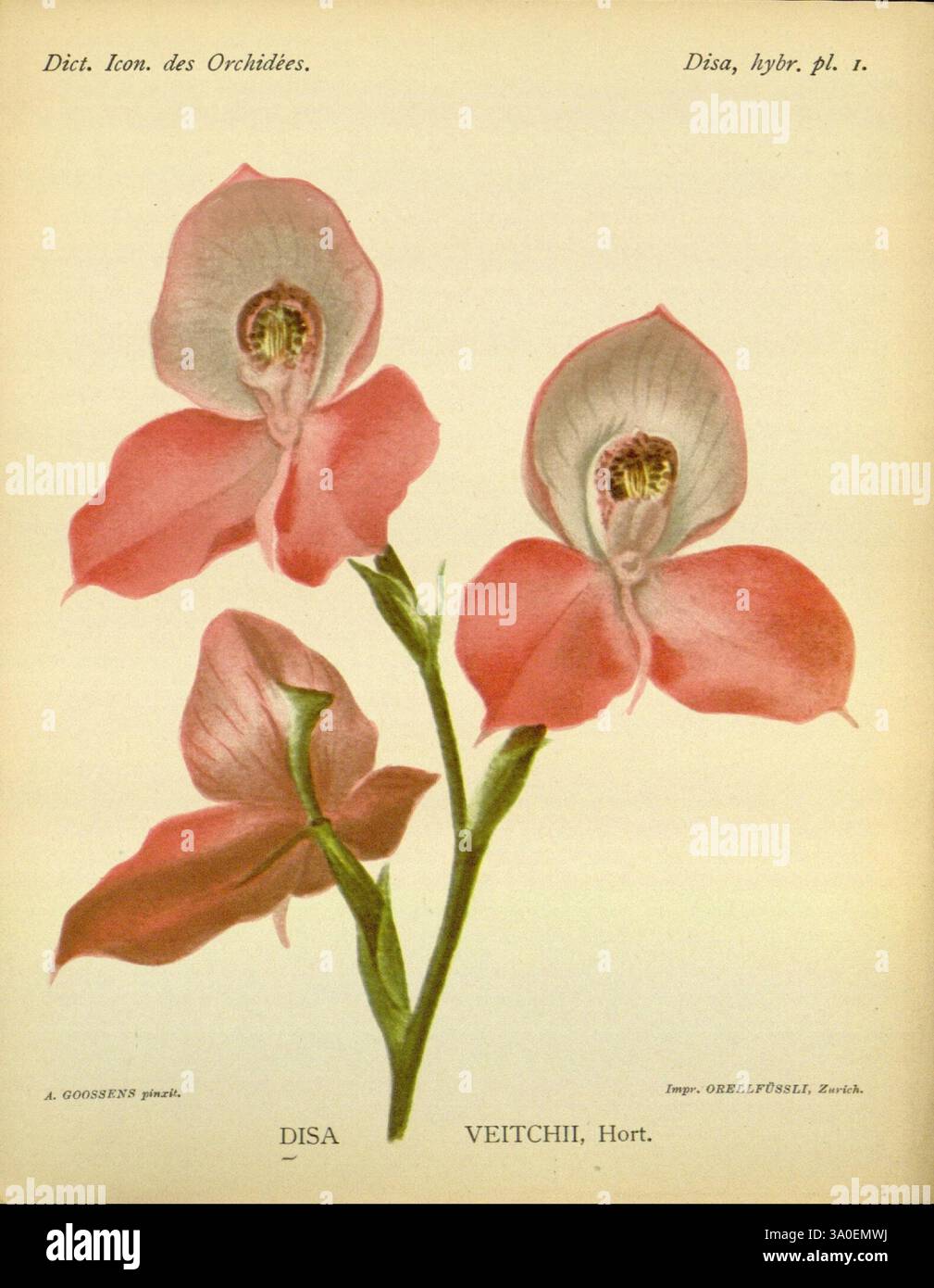 Dictionnaire iconographique des orchidees, 1896-1907, botanique, Orchidaceae, œuvres picturales, une belle illustration mettant en vedette l'orchidée Disa Veitchii, mettant en valeur ses pétales roses et blancs frappants. Les fleurs se caractérisent par leur forme unique, avec une colonne centrale proéminente et des bords délicats qui créent une apparence élégante. Le feuillage vert luxuriant de la plante complète les fleurs vibrantes, soulignant les détails complexes des pétales et les lignes délicates de la structure de l'orchidée. Sous l'illustration, le nom 'Disa Veitchii' est élégamment inscrit, mettant en évidence l'orchidée Banque D'Images