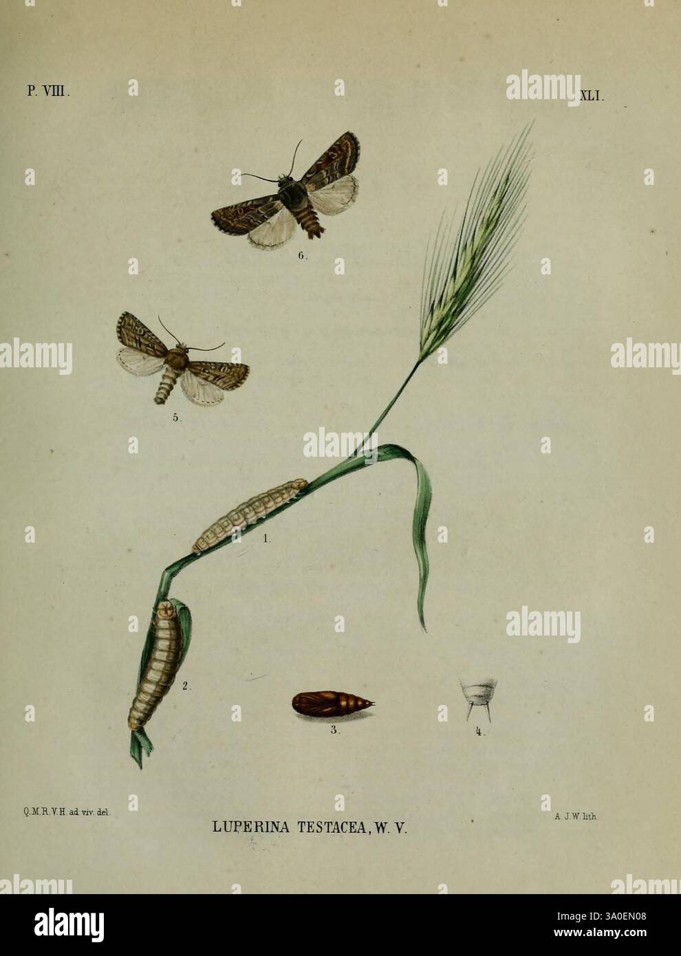 Beschouwing der Wonderen Gods Amsterdam J.C. Sepp 1762-1860 entomologie pays-Bas lepidoptera luperina testacea, Une illustration détaillée montre le cycle de vie de l'espèce de papillon de nuit Luperina testacea. L'œuvre comporte plusieurs étapes : les papillons de nuit adultes sont représentés en vol, affichant des configurations d'ailes complexes, tandis qu'une chenille est illustrée en position d'alimentation sur une lame d'herbe verte. Sont également inclus un cas de nymphe et d'autres étapes de la vie, fournissant une vue complète du développement de l'insecte. Les étiquettes d'accompagnement identifient numériquement chaque étape, améliorant ainsi l'aspect éducatif de la Banque D'Images