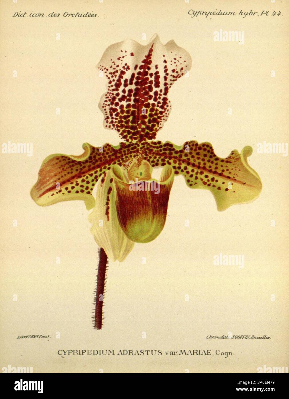 Dictionnaire iconographique des orchidees, 1896-1907, botanique, Orchidaceae, œuvres picturales, Cypripedium, Une orchidée magnifiquement illustrée, en particulier le Cypripedium adrastus var. mariae, met en valeur ses caractéristiques uniques. La fleur présente une délicate palette de verts, blancs et bruns, avec des motifs complexes de taches et de marques sur ses pétales. La forme de la fleur est distinctement semblable à une poche, caractéristique du genre Cypripedium. Sous la fleur, des détails botaniques élégants sont inscrits, fournissant sa classification scientifique et affirmant l'engagement de l'artiste à capturer Banque D'Images