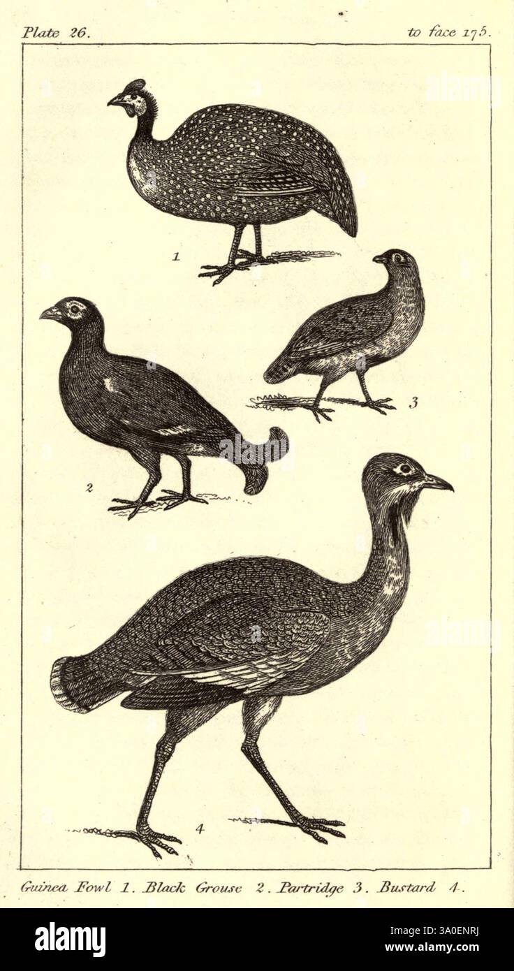 Cette illustration présente une variété d'espèces d'oiseaux, chacune étiquetée numériquement pour référence. En haut à gauche se trouve la pintade, caractérisée par son plumage moucheté. À sa droite se trouve le Grouse noir, connu pour sa forme et sa taille distinctives. Ci-dessous, la perdrix est représentée, reconnaissable par son corps arrondi et ses marquages subtils. Enfin, en bas à gauche, l'outarde est illustrée, mettant en valeur ses longues jambes et sa posture élégante. Chaque oiseau est rendu avec une attention aux détails, soulignant leurs caractéristiques et tailles uniques. Banque D'Images