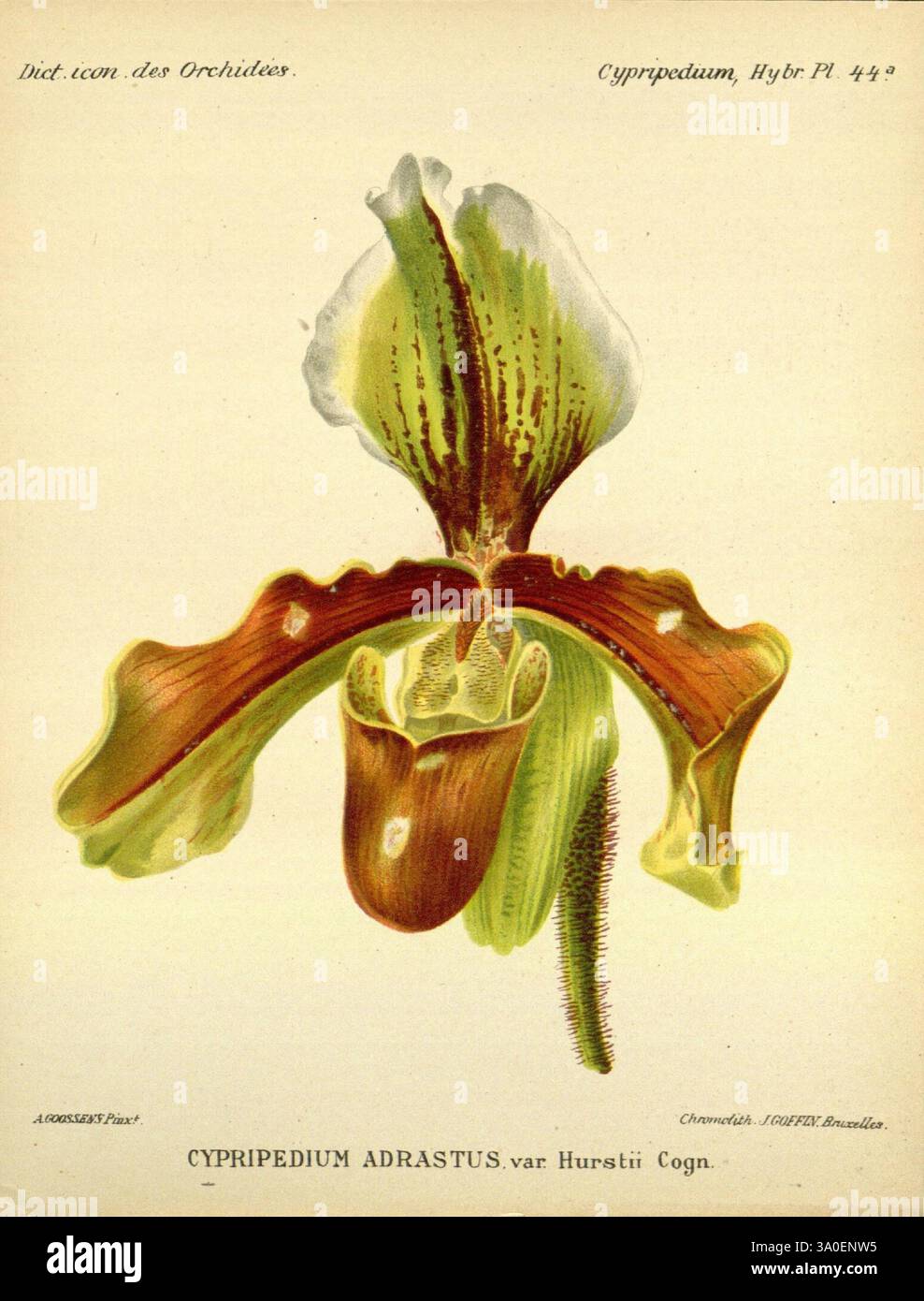 Dictionnaire iconographique des orchidees, 1896-1907, botanique, Orchidaceae, œuvres picturales, Cypripedium, représentant une orchidée étonnante, cette illustration présente le Cypripedium adranthus var. Hurstii, connu pour sa forme distinctive et ses détails complexes. La fleur présente une combinaison unique de couleurs avec une lèvre verte proéminente qui est élégamment lobée et un motif nuancé de brun et de crème dans les pétales. Des poils délicats ornent la tige, ajoutant de la texture à la composition. Cette représentation souligne la beauté et la complexité de cette espèce, mettant en valeur son élégance naturelle dans le botani exquis Banque D'Images