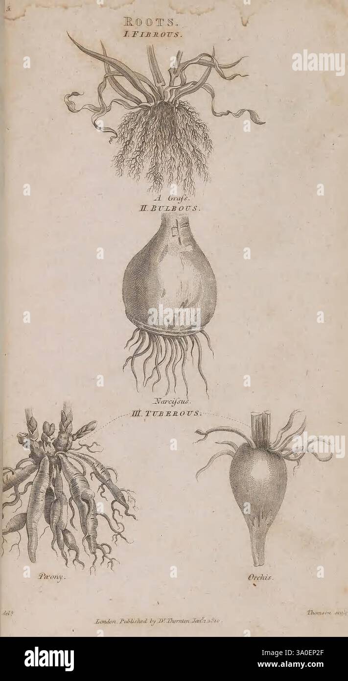 Elements of Botany London, imprimé pour l'auteur par J. Whiting, 1812. Botanique, fleurs, tiges, feuilles, bulbes, racines, cette illustration présente différents types de racines, classées en fonction de leurs structures. En haut, un système racinaire fibreux est représenté, caractérisé par de nombreuses racines minces qui s'étendent largement. En dessous, le deuxième type illustre une racine tubéreuse avec un corps central gonflé, démontrant des capacités de stockage pour les nutriments. La troisième section présente un taproot, identifiable par son épaisse racine centrale qui s'effile vers le bas, ancrant la plante et accédant à des couches de sol plus profondes Banque D'Images