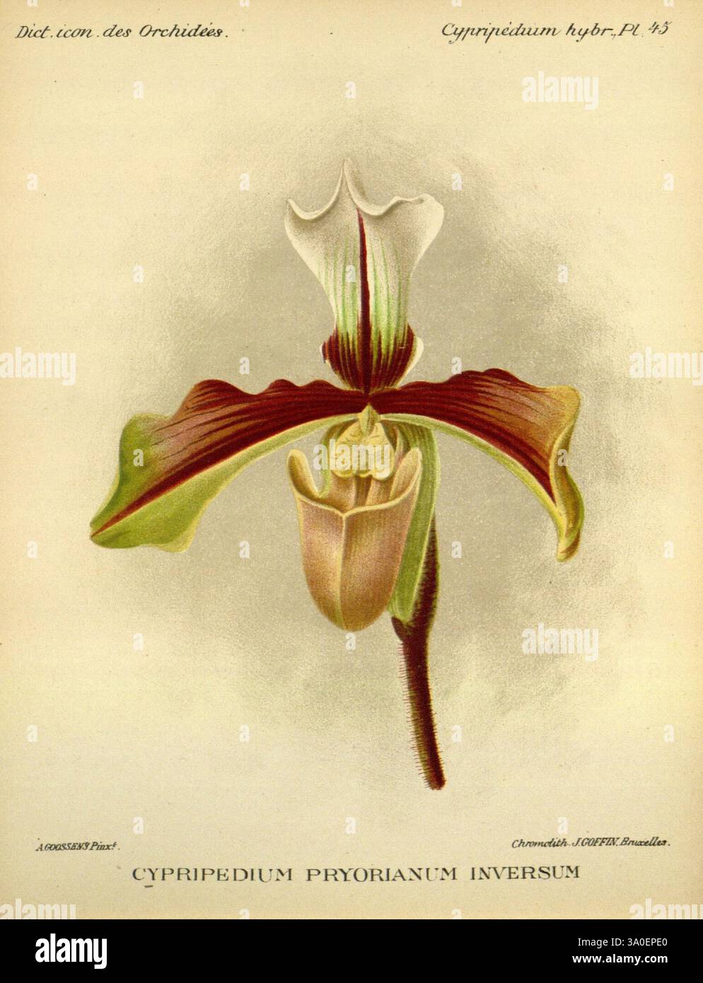 Dictionnaire iconographique des orchidees, 1896-1907, botanique, Orchidaceae, œuvres picturales, Cypripedium, Une orchidée magnifiquement illustrée Cypripedium pryorianum inversum, présentant sa structure distincte et ses courbes gracieuses. La fleur présente une lèvre proéminente en forme de poche qui est élégamment formée, serrée contre des pétales frappants qui affichent un mélange de couleurs riches et de motifs complexes. Des veines délicates traversent les pétales, améliorant leur attrait visuel. Cette représentation exquise met en évidence les caractéristiques uniques de cette espèce d'orchidée, reflétant son élégance naturelle et sa beauté captivante. Banque D'Images