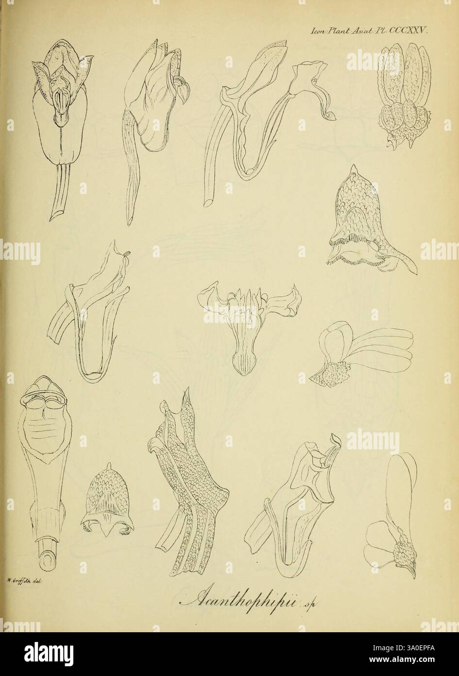 Icones plantarum asiaticarum, Calcutta, Bishop's College Press, 1847-54, Asie, botanique, Acanthophippium, l'illustration présente une collection de croquis botaniques mettant en valeur diverses espèces d'orchidées, soulignant leurs formes uniques et leurs détails complexes. Chaque dessin capture la structure délicate des fleurs, y compris les pétales distinctifs, sépales et parties reproductives. La disposition des croquis démontre une variété de formes et de tailles, montrant la diversité au sein de la famille des orchidées. Les lignes méticuleuses et l'ombrage soulignent la beauté naturelle et la complexité de ces p Banque D'Images