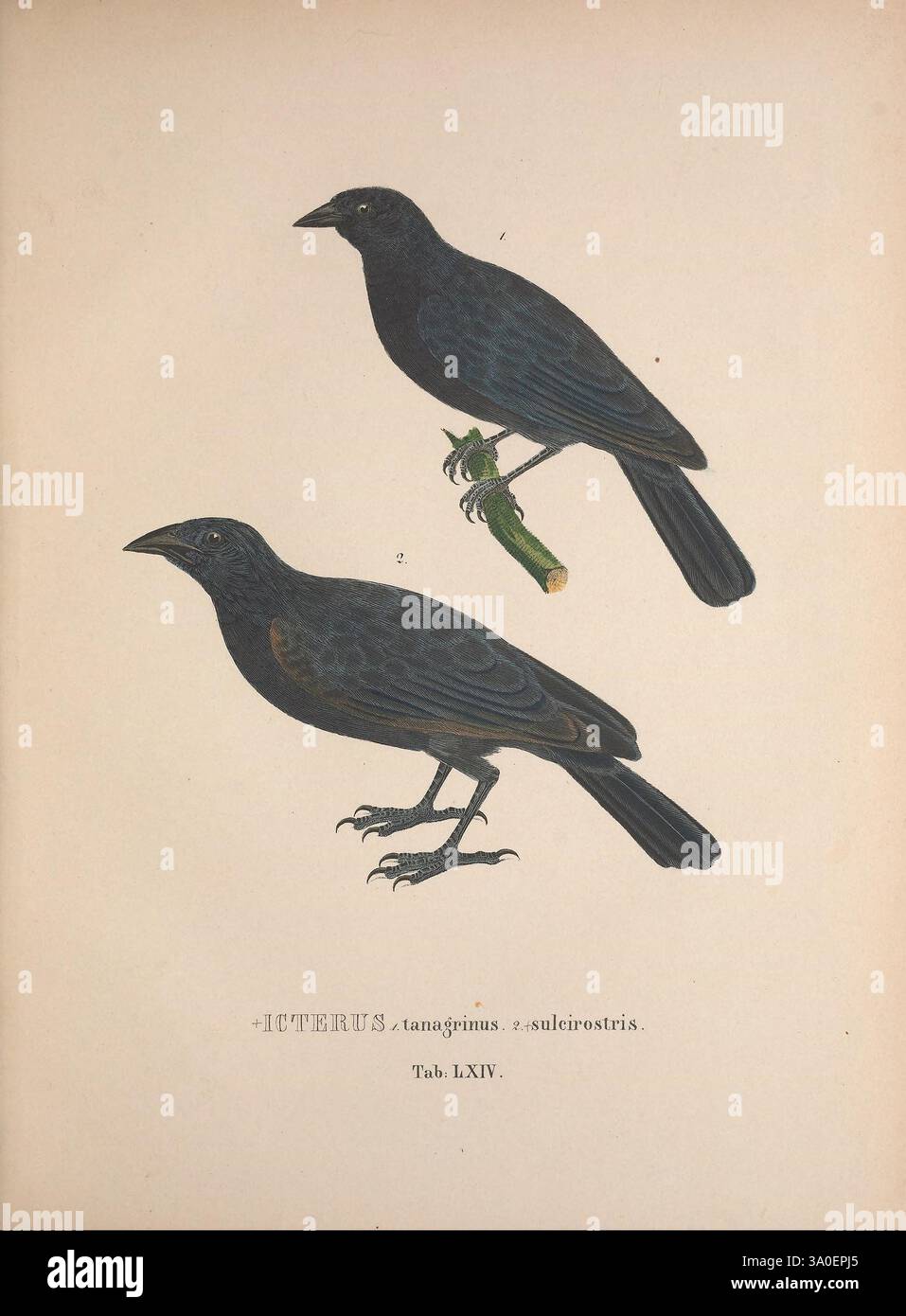 Avium species novae, quas in itinere annis MDCCCXVII-MDCCCXX per Brasiliam Monachii, Impensis editores, 1838-1839, oiseaux, Brésil, description et voyage, œuvres picturales, l'œuvre présente deux illustrations d'une espèce d'oiseau du genre icterus. La représentation supérieure montre un oiseau perché sur une branche, affichant un plumage noir irisé avec des notes de bleu, soulignant son corps élancé et son bec distinct. L'illustration inférieure présente un oiseau similaire en position debout, donnant une vue de ses caractéristiques détaillées et de sa coloration. Les deux figures sont étiquetées ci-dessous, avec le nom de genre 'i Banque D'Images