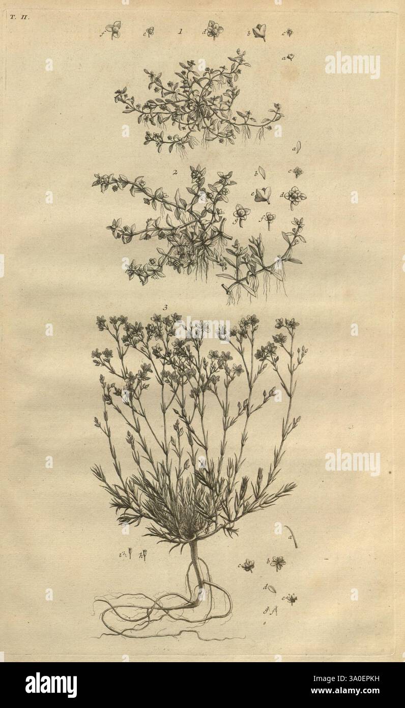 Botanicon parisiense, ou, Denombrement par ordre alphabetique des plantes, qui se trouvent aux environs de Paris, Leide, J. & H. Verbeek, 1727, plants, Paris, France, pays-Bas, botanique, 1727, non coloré, gravure sur cuivre, supports graphiques, œuvres pré-linnéennes, l'illustration montre trois études botaniques d'une plante, chacune étiquetée avec des numéros pour référence. La section supérieure présente des croquis détaillés de feuilles et de fleurs individuelles, mettant en valeur leurs formes et structures délicates. La section centrale se concentre sur une autre variation, mettant l'accent sur les tiges ramifiées et les arrangements floraux. Au niveau du b Banque D'Images