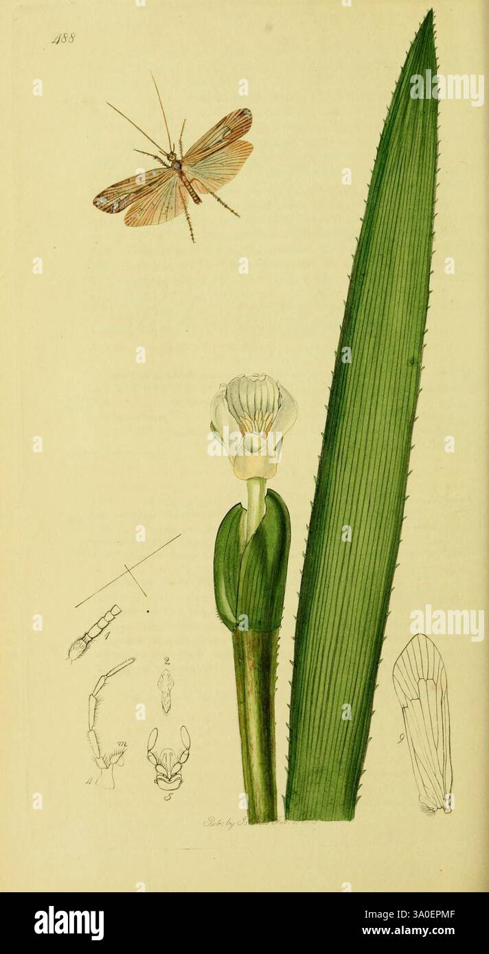 Entomologie britannique Londres imprimé pour l'auteur 1823-1840 [i.e. 1840] botanique Grande-Bretagne insectes œuvres picturales éblouissant la diversité, l'illustration présente une représentation botanique détaillée d'une plante à fleurs à côté d'une grande feuille. La plante est représentée avec une fleur délicate et ouverte qui met en valeur sa structure complexe, tandis qu'une sauterelle vibrante repose au-dessus, soulignant la relation entre la flore et la faune. Sur le côté, divers croquis anatomiques sont présentés, illustrant la mécanique des structures reproductrices de la plante et un gros plan des caractéristiques de la sauterelle Banque D'Images