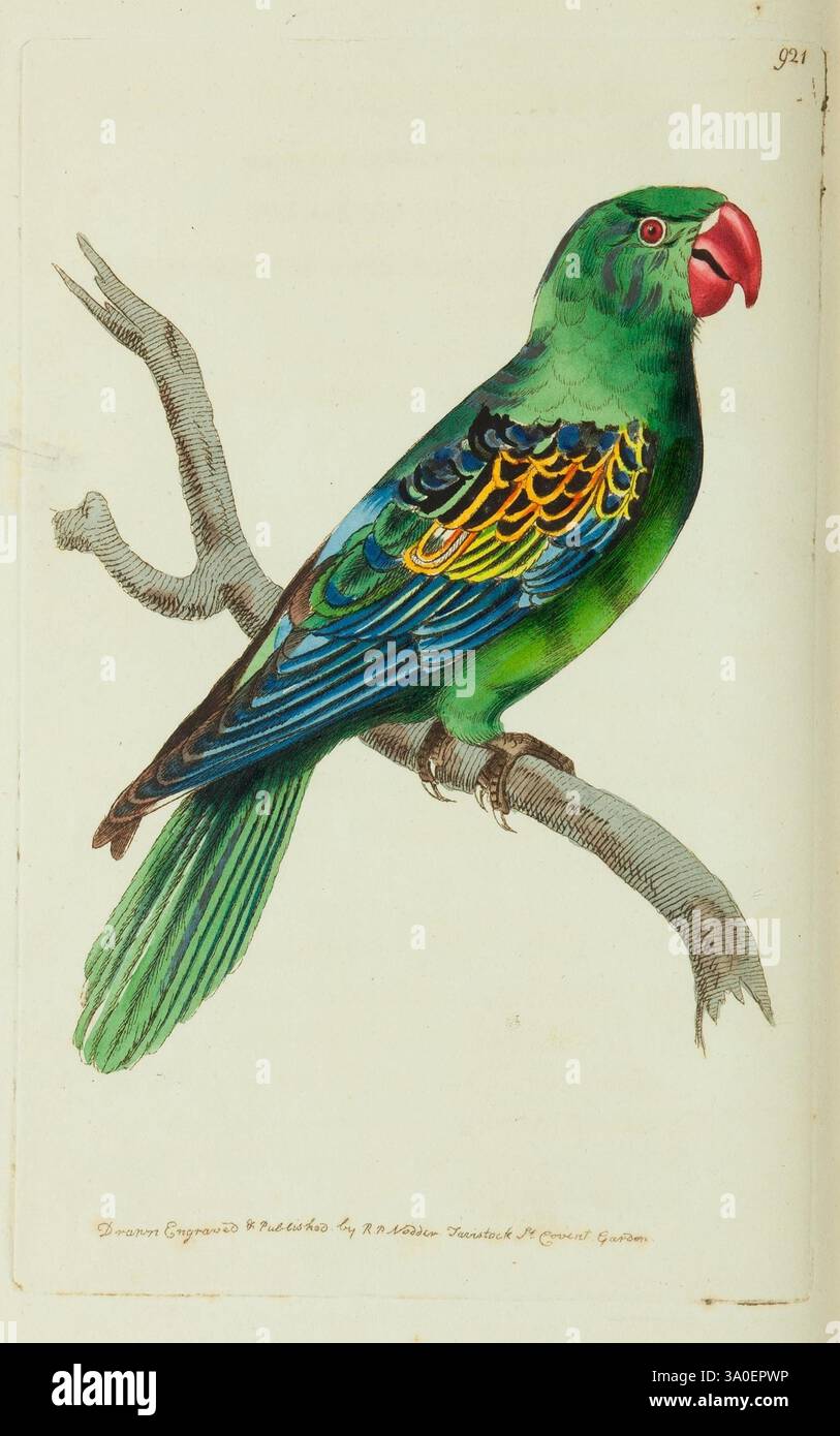 The Naturalist's Miscellany, or Coloried figures of Natural objects, Londres, imprimé pour Nodder & Co, 1789-1813, animaux, œuvres picturales, zoologie, musées, Victoria, Un perroquet vert vibrant perché gracieusement sur une branche, présentant une gamme de couleurs dans son plumage. L'oiseau présente des plumes d'aile bleues frappantes ornées de motifs complexes dans des tons d'accents jaunes et rouges près du bec. Sa coloration vive et sa posture élégante soulignent la beauté de la diversité aviaire, ce qui en fait un sujet captivant pour l'étude et l'appréciation. La branche sur laquelle il est assis ajoute un contexte naturel à son environnement Banque D'Images