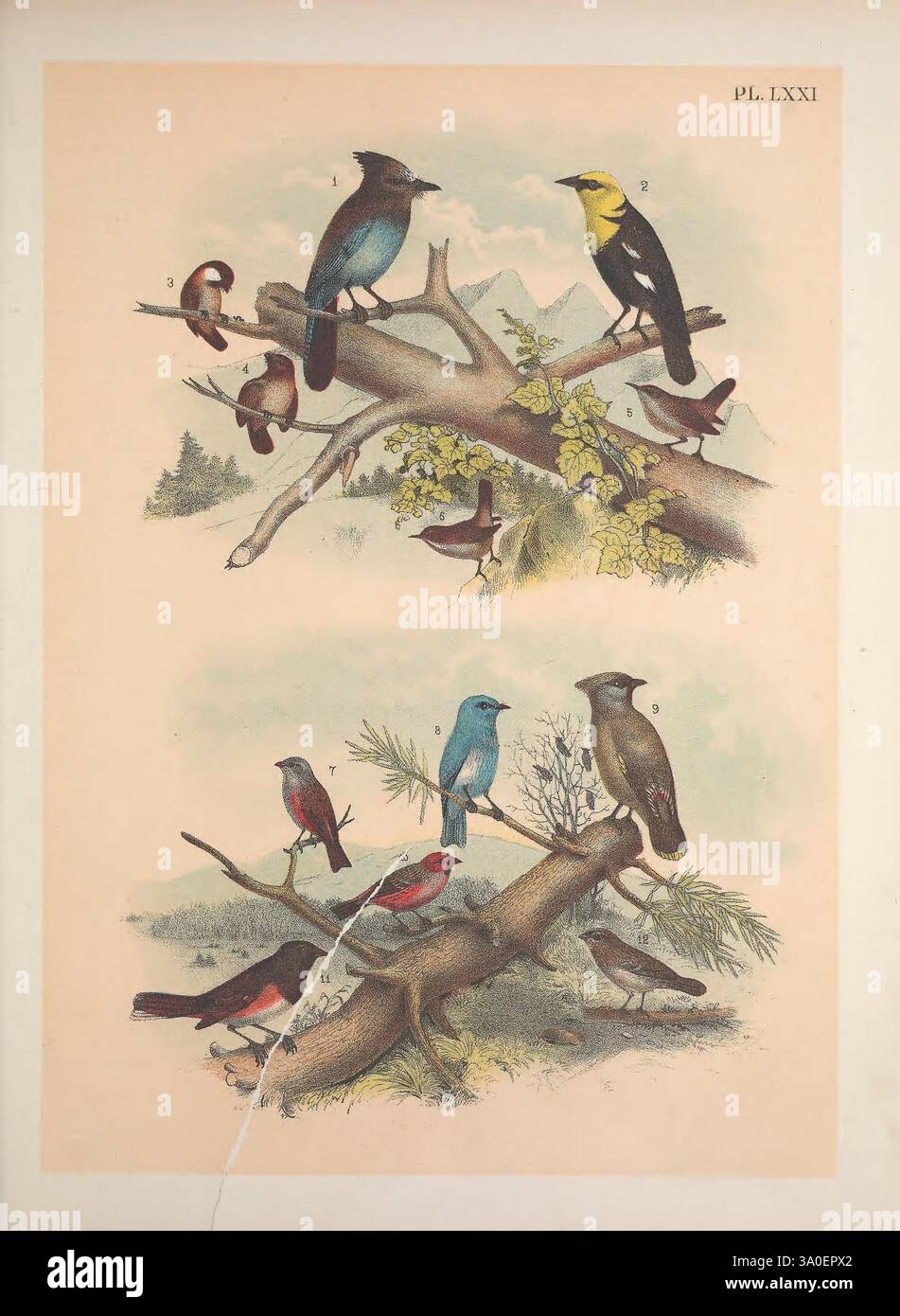 Les oiseaux d'Amérique du Nord New York, U.S.A, 1895, c1888. Oiseaux Amérique du Nord oeuvres picturales Steller's jay Cyanocitta stelleri oiseau noir à tête jaune Xanthocephalus xanthocephalus châtaignier-épaulé Chickadee Parus rufescens Least titsouris couronné châtaignier Psaltriparus minimus rocher Wren Salpinctes obsoletus Bewick's Wren Thryothorus bewickii gris-couronné rosticte tephrocotis rocotis rocotis rocotis rocotis Rocheux oiseau de l'oiseau de l'oiseau de l'oiseau de l'arc Aredaly Aredaly Aredaly Aredall Arogale de l'Amérique Banque D'Images