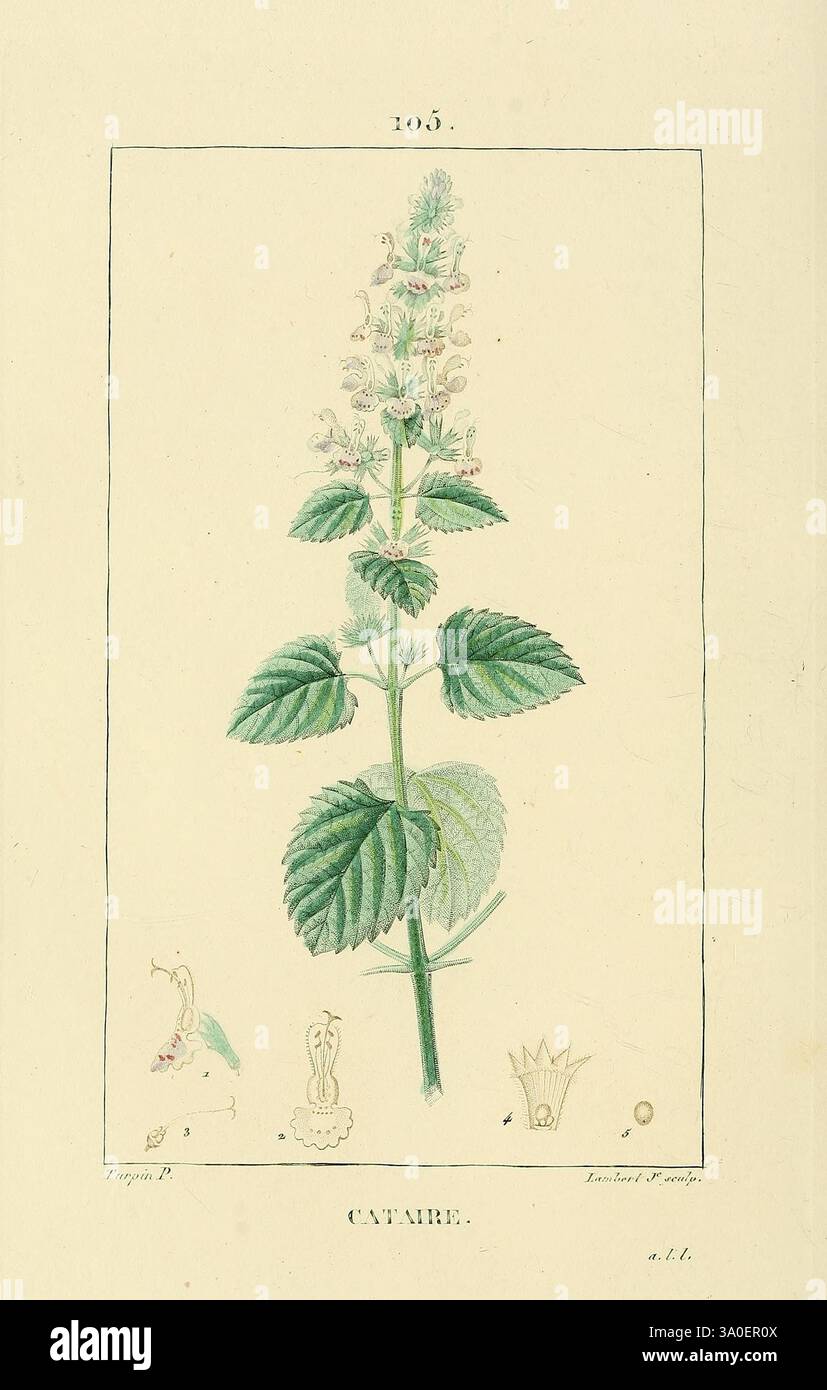 Flore médicale Paris imprimerie de C.L.F. Panckoucke 1828-1832 plantes France Botany colorée à la main 1833 Herbals gravure sur cuivre oeuvres picturales médias graphiques Botany Medical Materia medica Vegetable, Une illustration botanique mettant en vedette une plante verte luxuriante caractérisée par de larges feuilles dentelées et un pic fleuri haut. Les fleurs délicates au sommet de la pointe sont disposées en tourbillons, mettant en valeur un mélange de couleurs pâles. Autour de la représentation principale se trouvent des croquis détaillés plus petits qui représentent divers composants et aspects de la plante, y compris une feuille détaillée et une gousse de graines potentielle au niveau du Banque D'Images