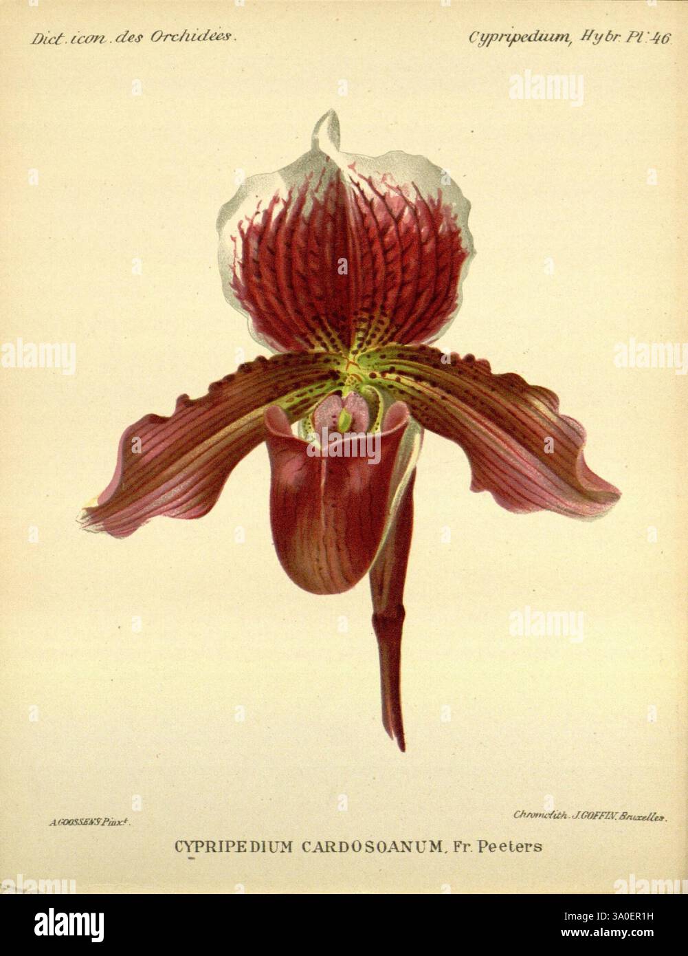 Dictionnaire iconographique des orchidees, 1896-1907, botanique, Orchidaceae, œuvres picturales, Cypripedium, cette œuvre présente une représentation complexe de l'orchidée Cypripedium cardosoanum. La fleur présente une structure unique avec une lèvre proéminente en forme de poche, caractéristique du genre Cypripedium. Ses pétales sont élégamment façonnés, présentant des textures riches et un motif frappant de teintes marron et blanches profondes, complétées par des stries et des marques délicates. L'illustration botanique détaillée met en évidence les caractéristiques distinctives de l'orchidée, y compris ses sépales allongés et sa grâce générale Banque D'Images