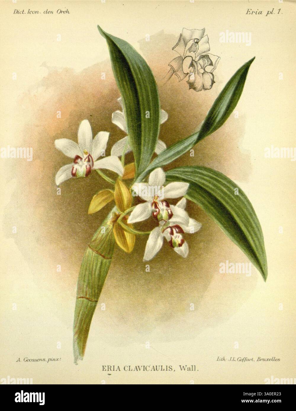 Dictionnaire iconographique des orchidees, 1896-1907, botanique, Orchidaceae, œuvres picturales, ERIA clavicaulis, Alphonse Goossens, 2, orchidée, fleurs, une belle illustration de l'orchidée Eria clavicaulis, mettant en valeur ses délicates fleurs blanches ornées de marques rouges frappantes au centre. La plante présente de longues feuilles vertes minces qui complètent élégamment l'affichage floral. Au-dessus du dessin principal, il y a un croquis plus petit d'une seule fleur, fournissant une vue détaillée de sa structure unique. L’œuvre botanique est présentée de manière créative avec une étiquette nommant l’espèce et l’auteur, Banque D'Images
