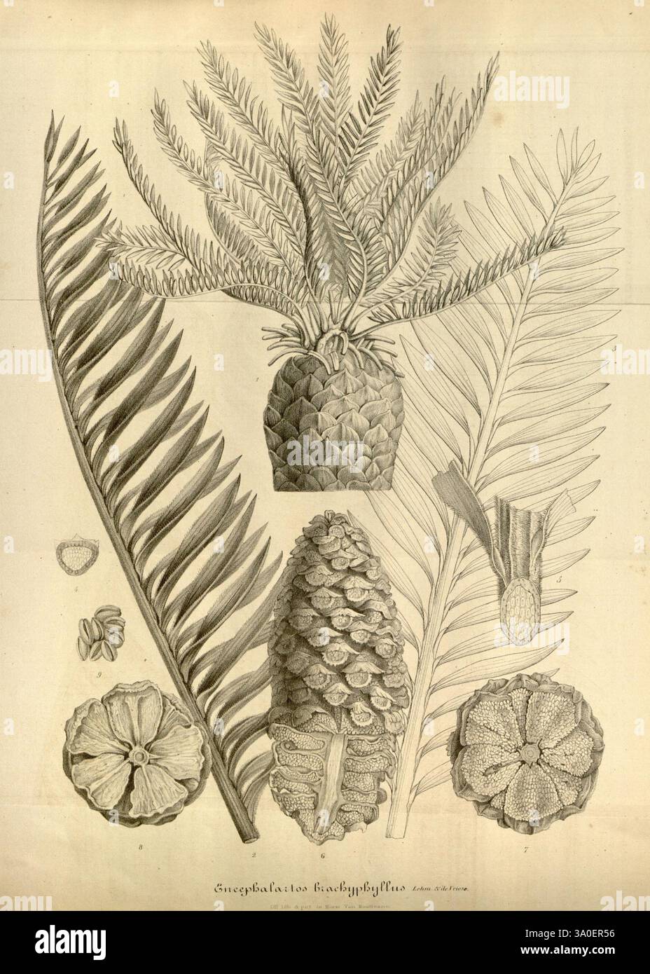 Flore des serres et des jardins de l'Europe A Gand, chez Louis van Houtte, éditeur, 1845-1880, la composition présente une étude complexe de divers éléments botaniques. Au centre, une représentation stylisée d'une structure semblable à l'ananas est entourée de frondes allongées et plumeuses et de feuilles de palmier texturées. La représentation détaillée met en évidence les motifs et les formes uniques de chaque plante, mettant en valeur leur élégance naturelle. De plus, de plus petites formes botaniques sont dispersées, y compris une fleur en forme d'étoile ou un fruit, contribuant à la conception complexe globale. L'arrangement emphasi Banque D'Images